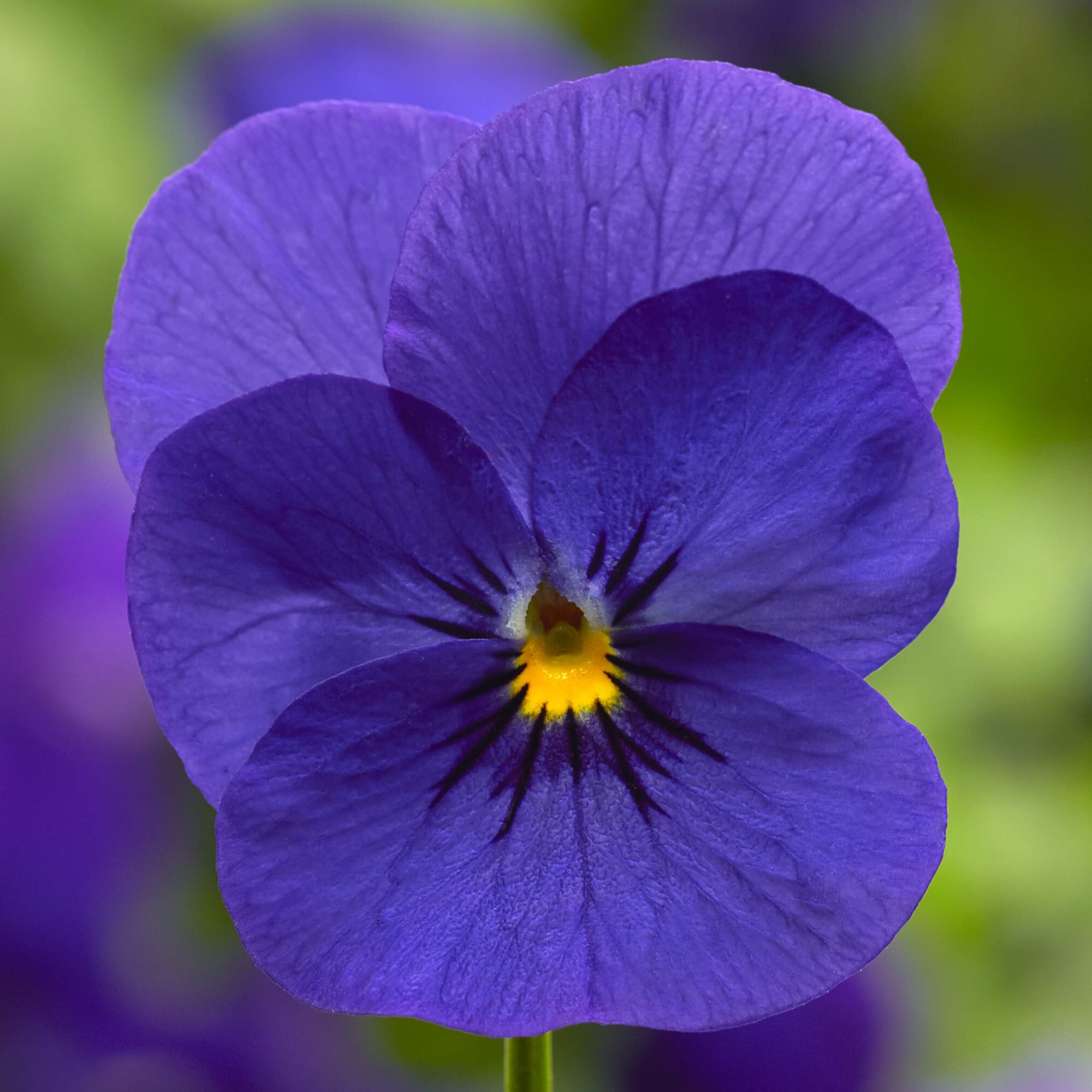 Penny™ Pro Deep Blue | Syngenta Flowers
