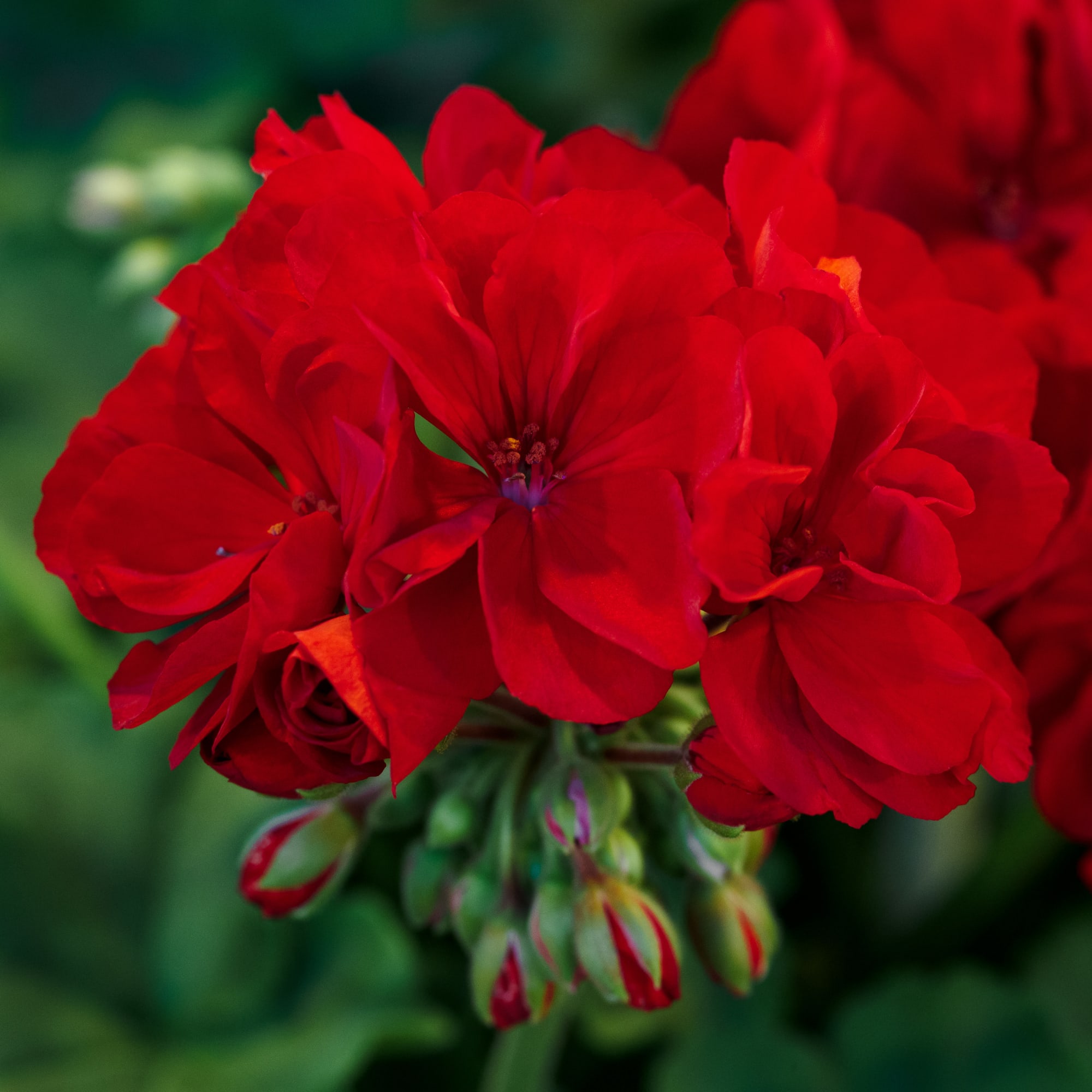 Rocky Mountain™ Dark Red