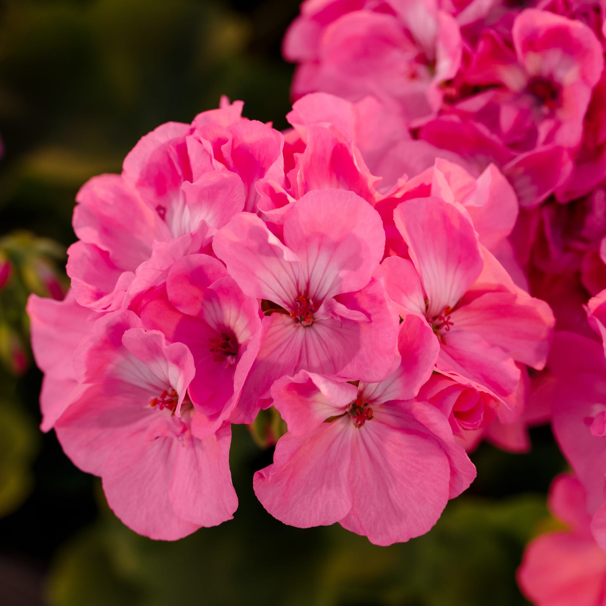 Rocky Mountain™ Pink