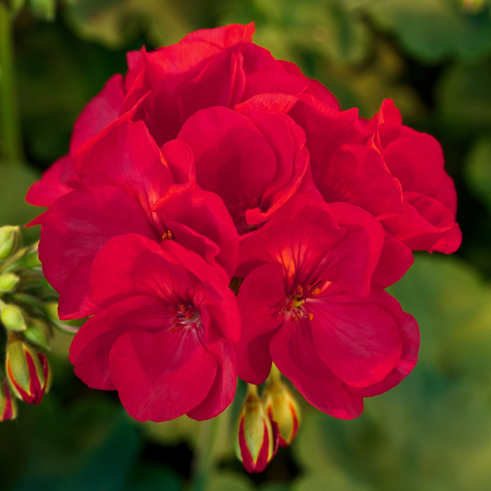 Americana® Cherry Rose