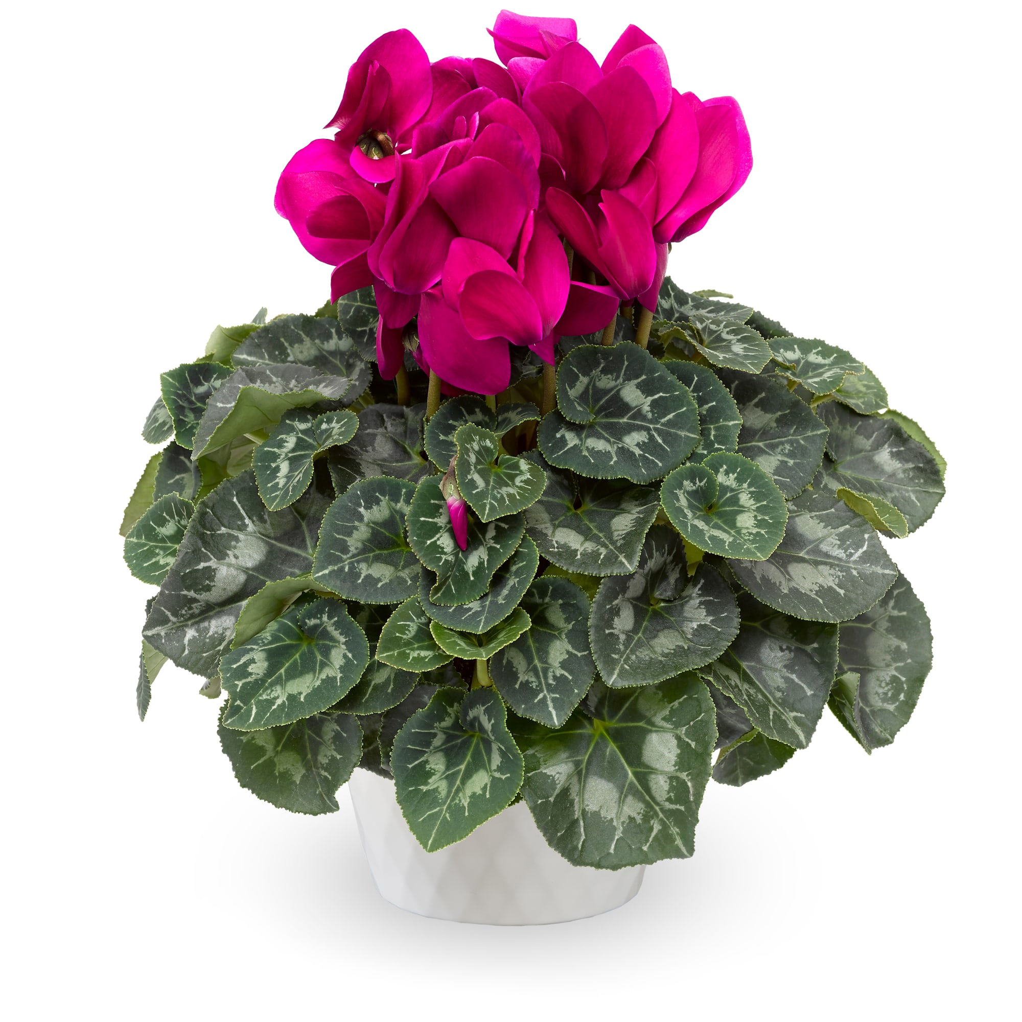 Eco™ Salmon | Syngenta Flowers