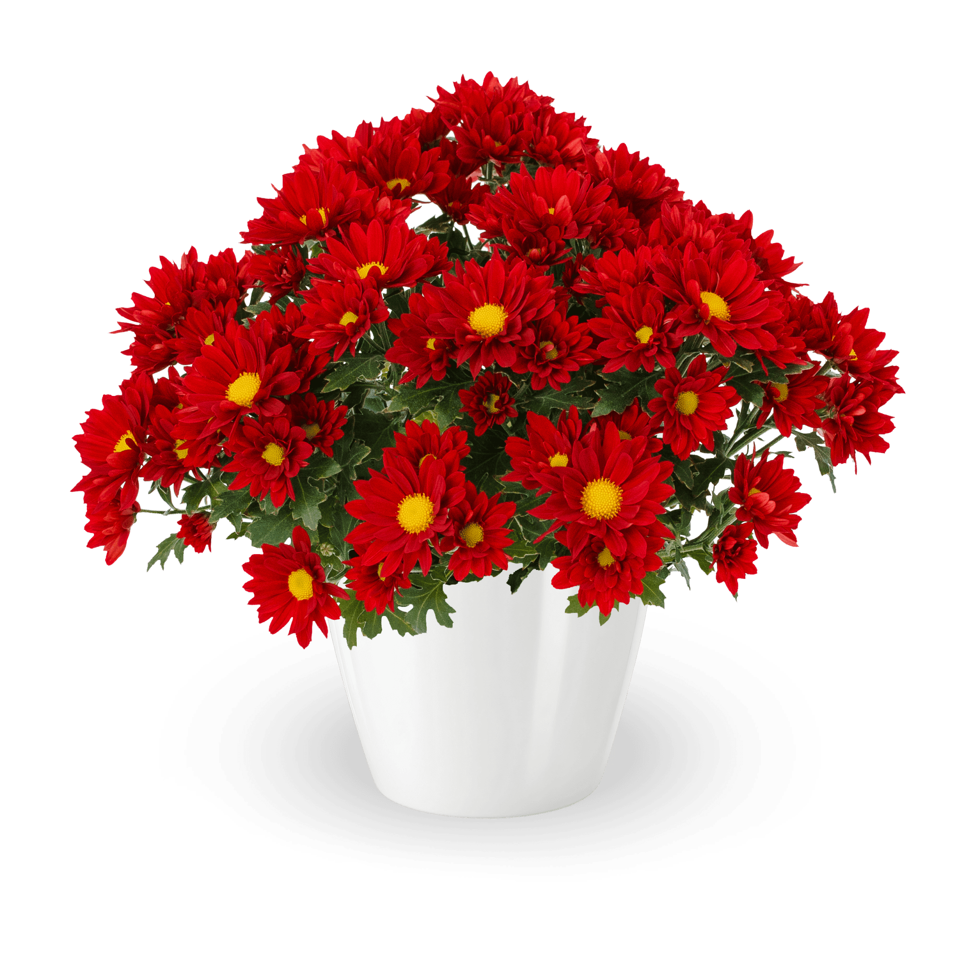 Snappy™ Red | Syngenta Flowers