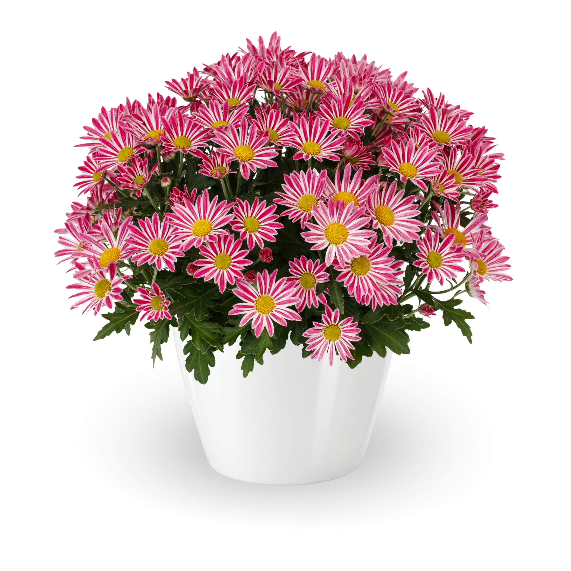70107074-pot.png