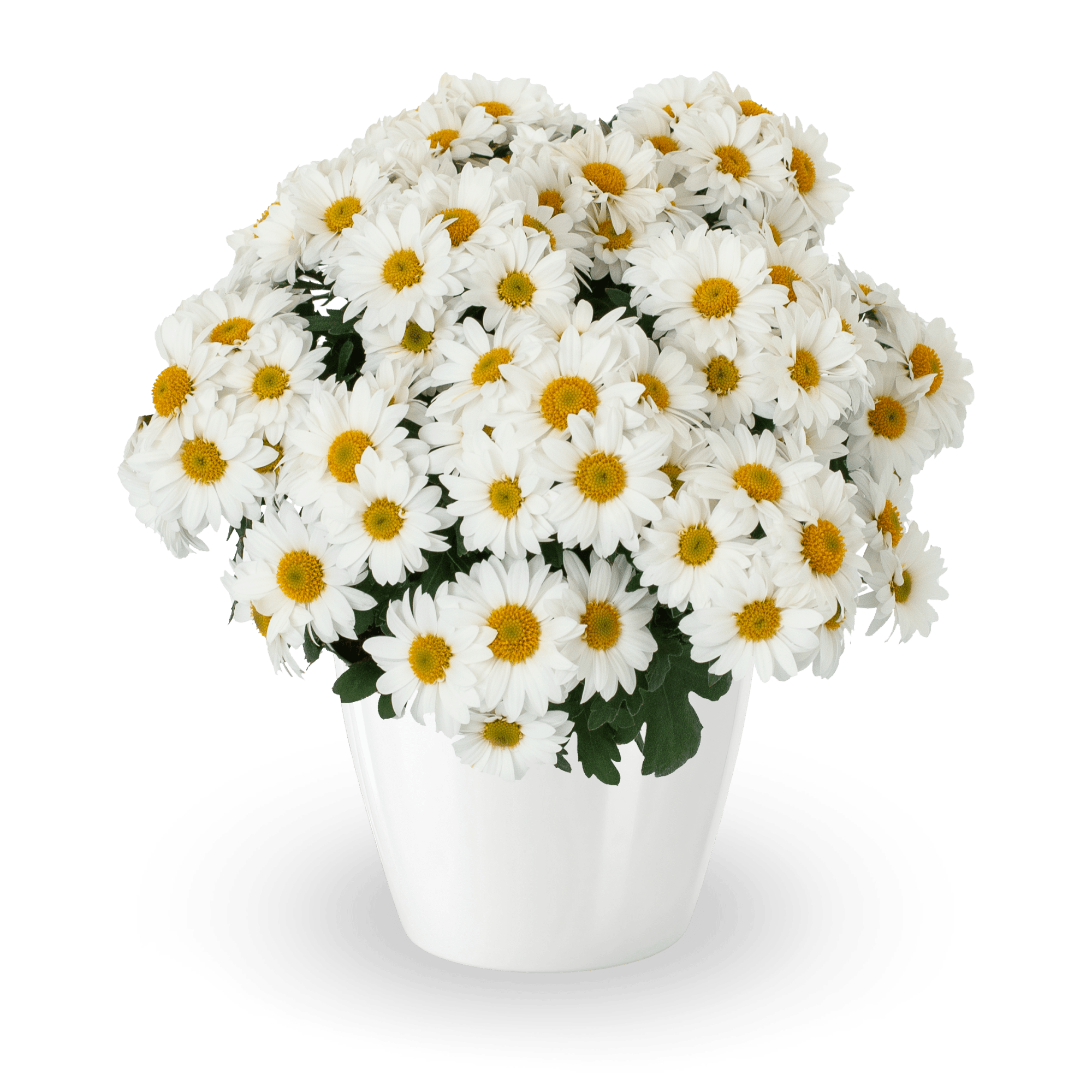 70107043-pot.png