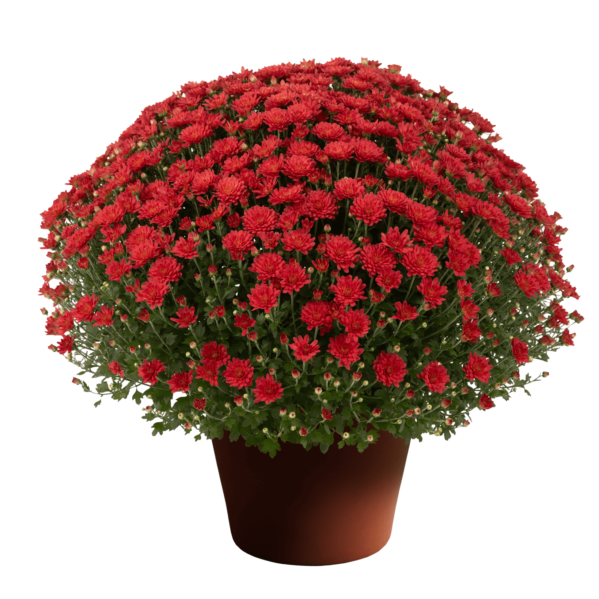 Jacqueline™ Copper | Syngenta Flowers