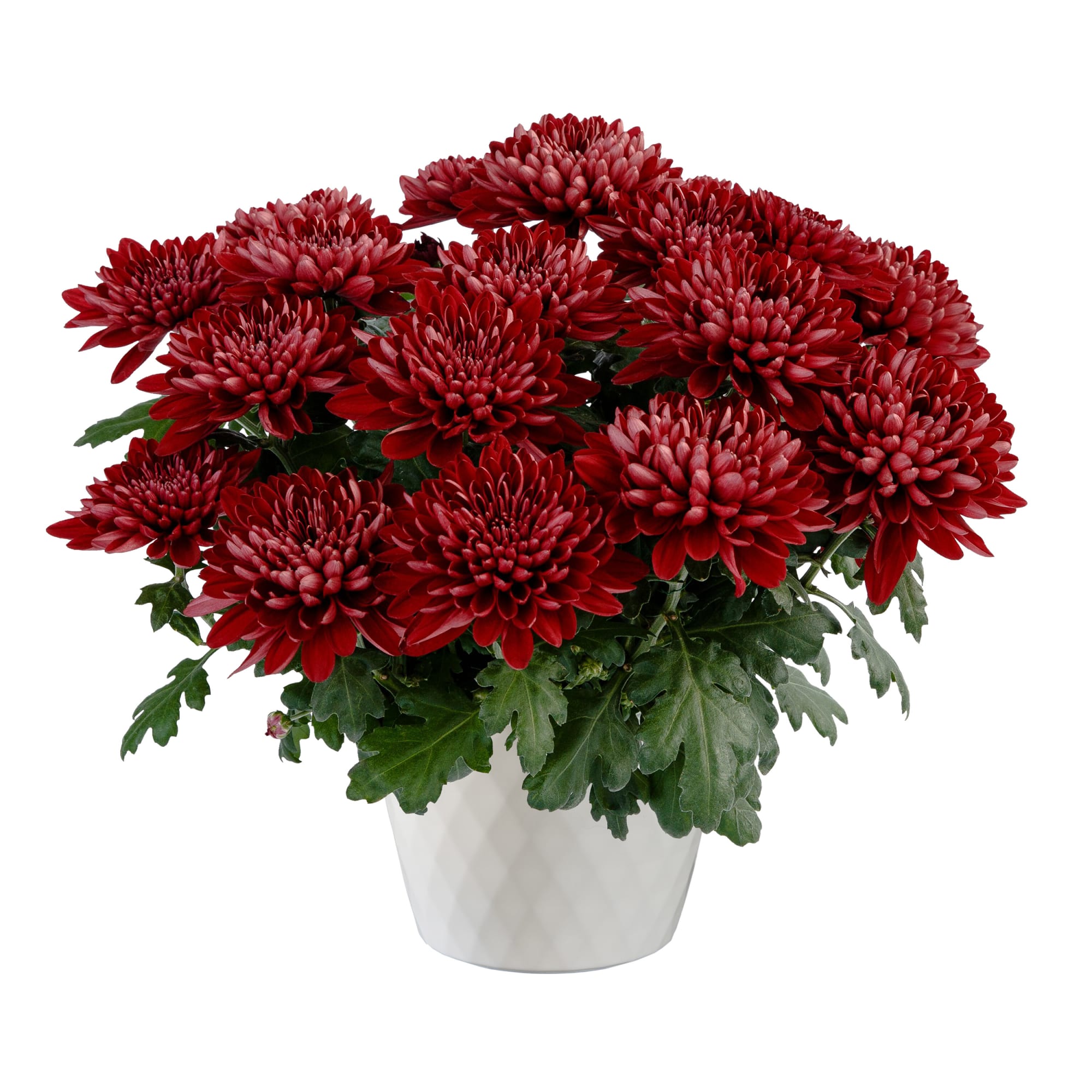 Delano™ Red
