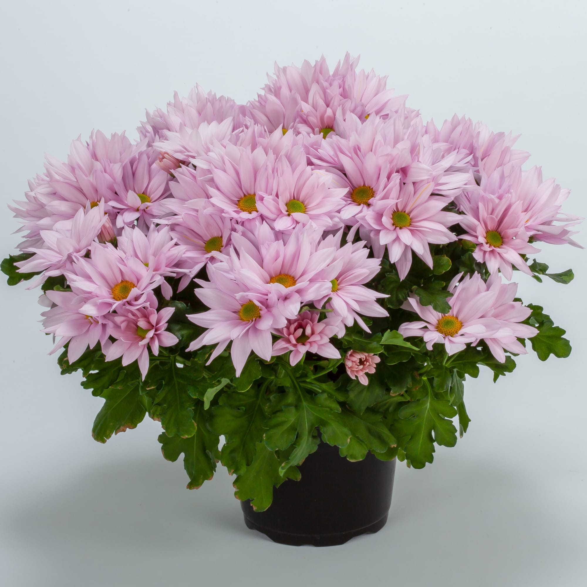 Grandview™ Light Pink