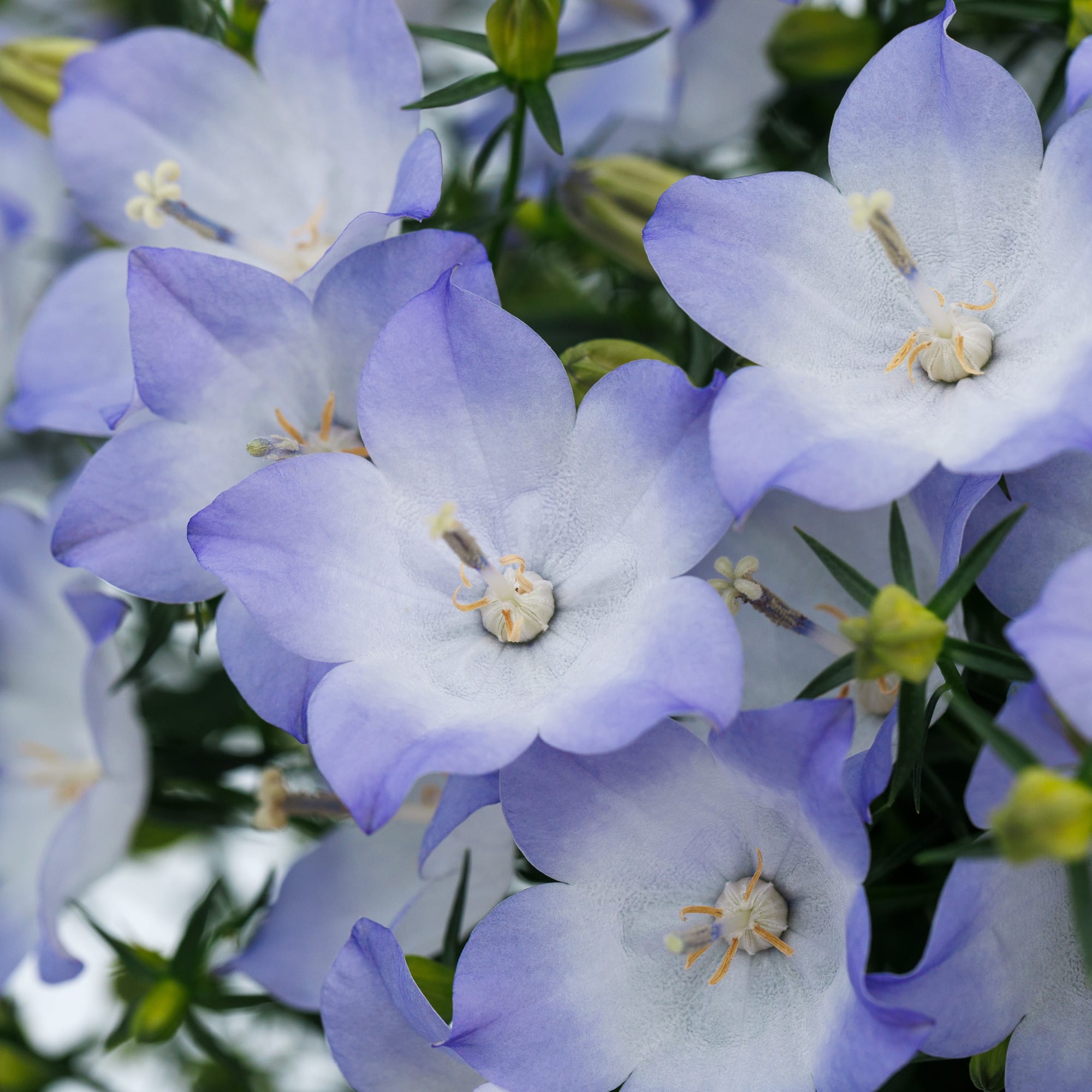 Cariboo™ Bicolor