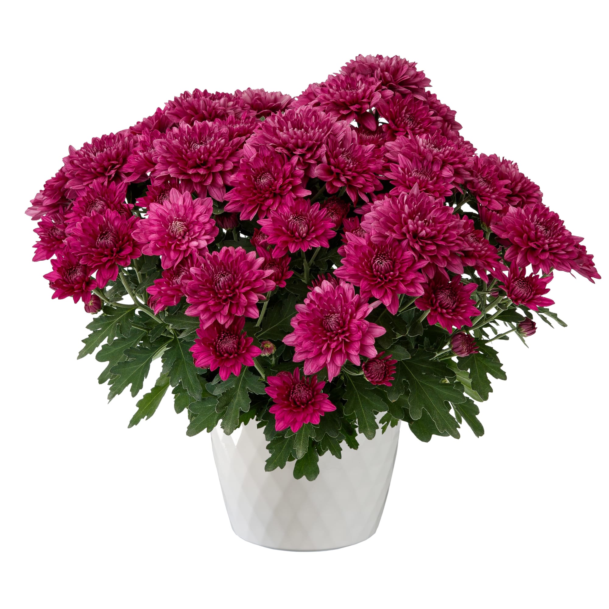 Williamsburg™ Purple | Syngenta Flowers