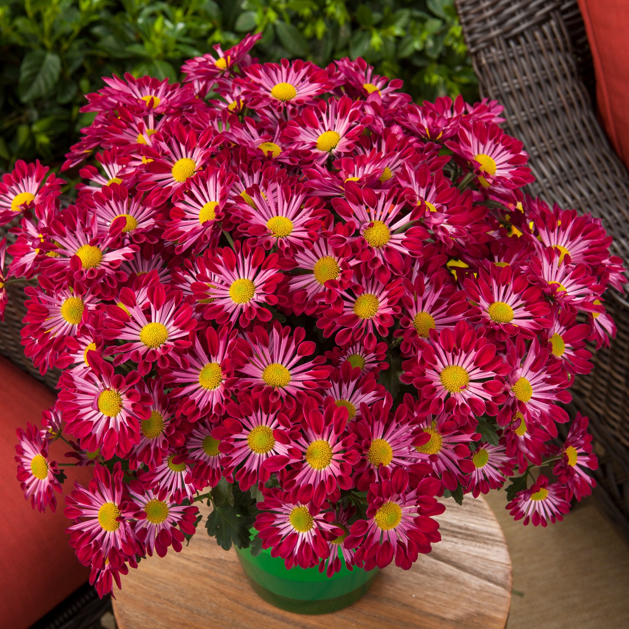 Fairbanks™ Purple Spoon | Syngenta Flowers
