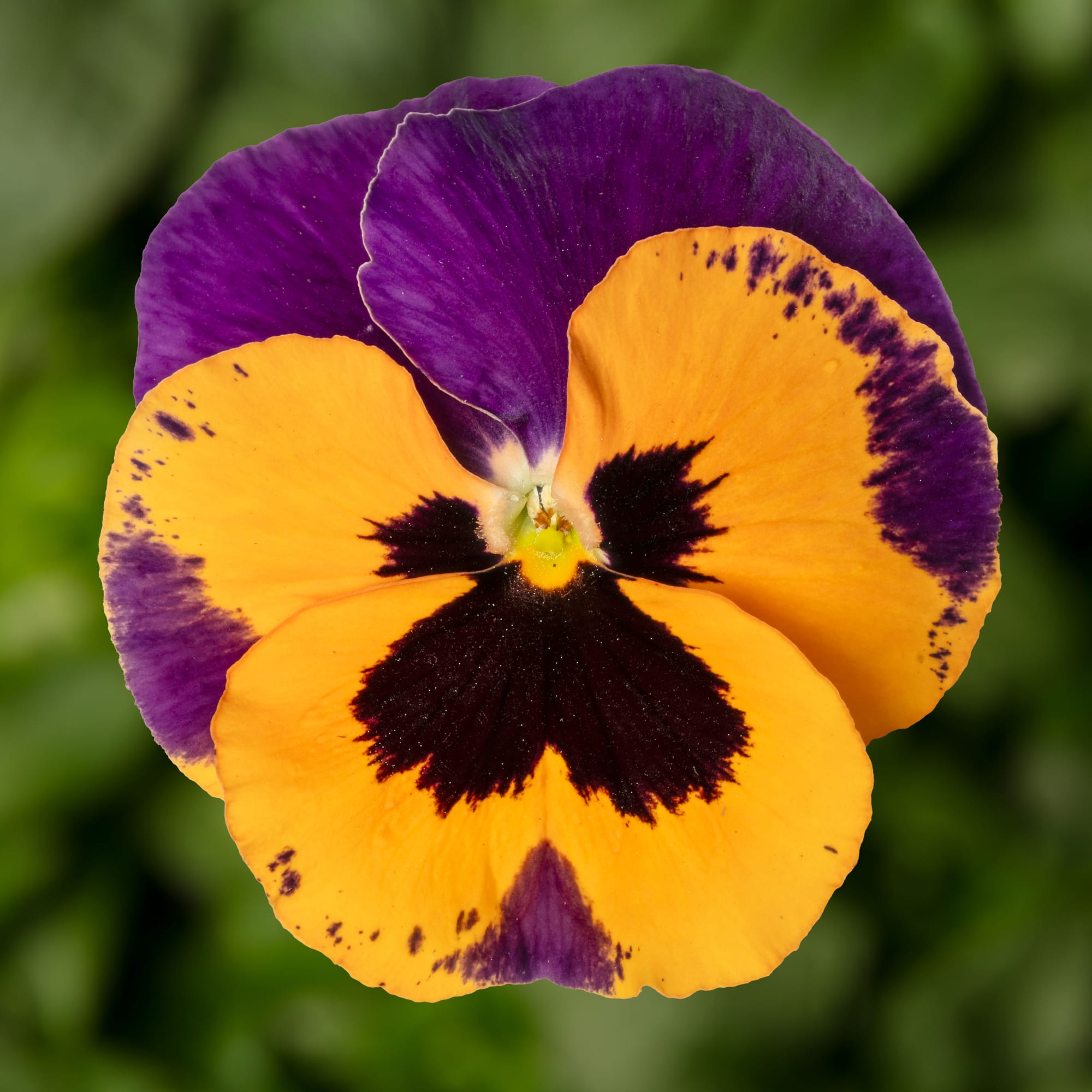 Select Orange with Purple Wing | Syngenta Flowers