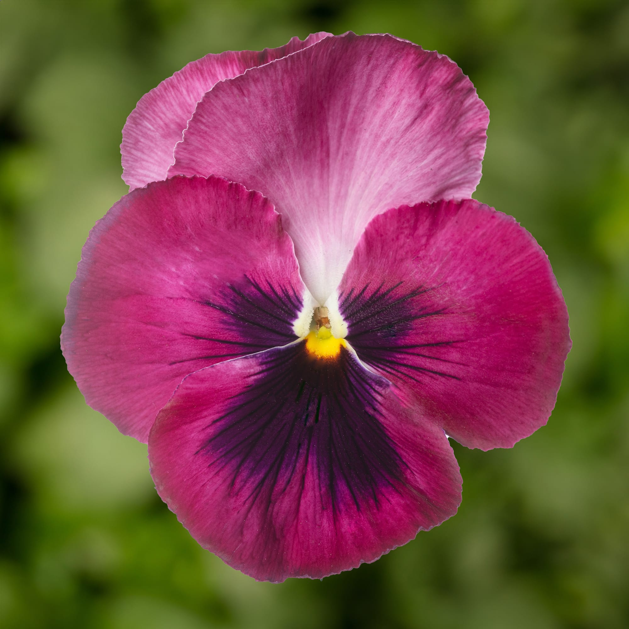 Select Pink with Blotch