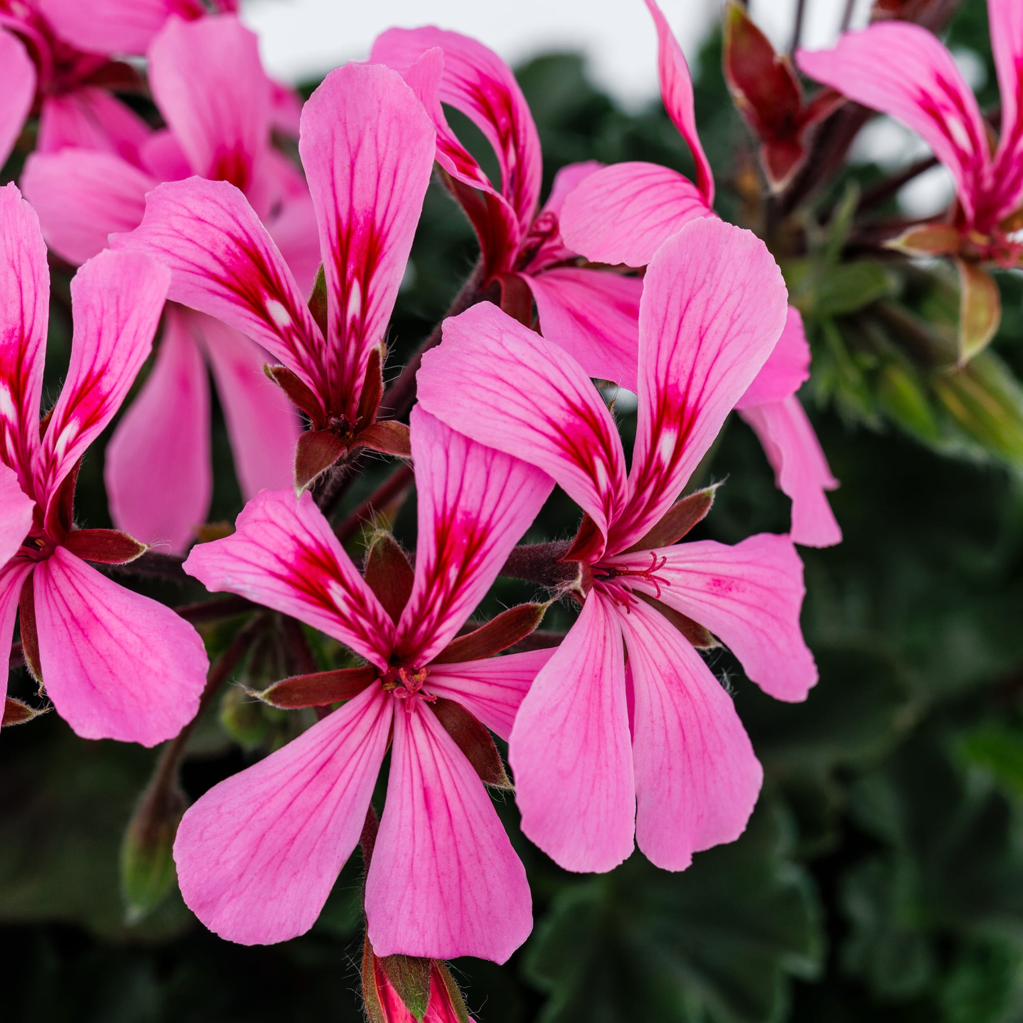 Caldera™ Pink Imp.