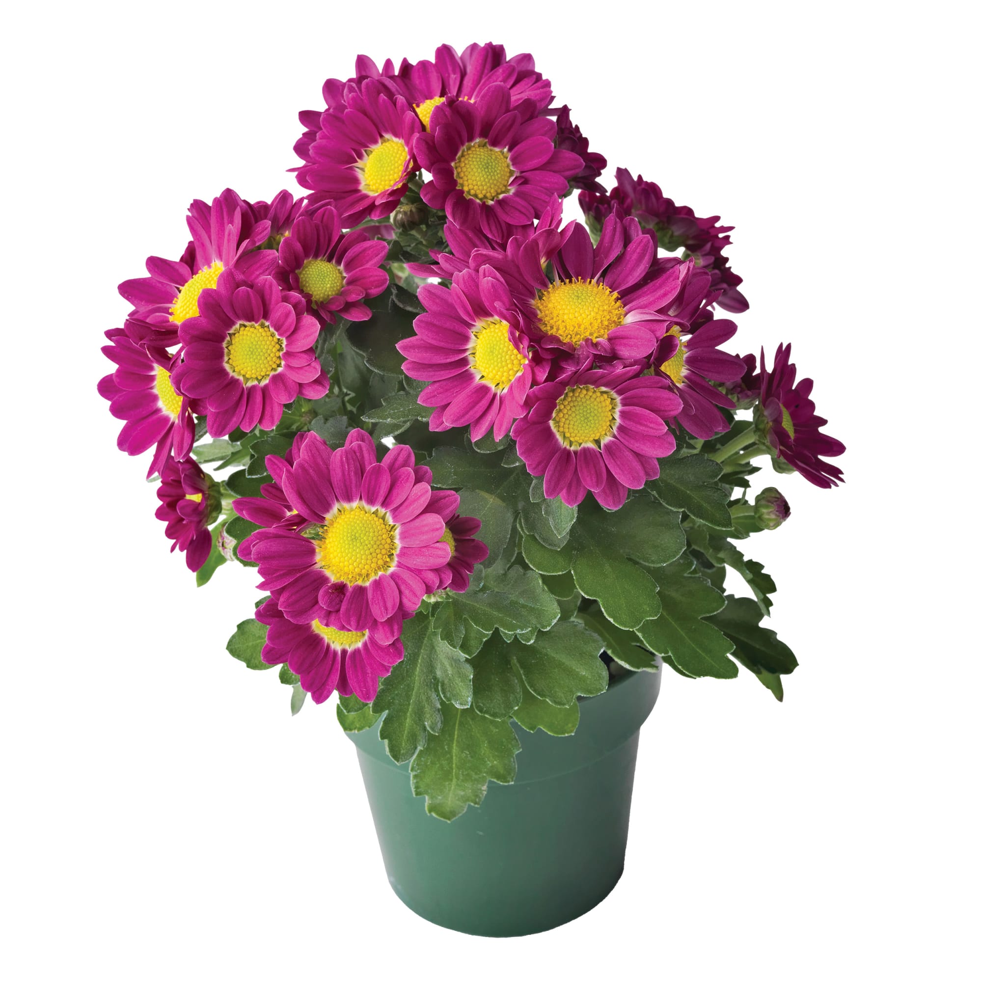 Fifi™ Hot Pink | Syngenta Flowers