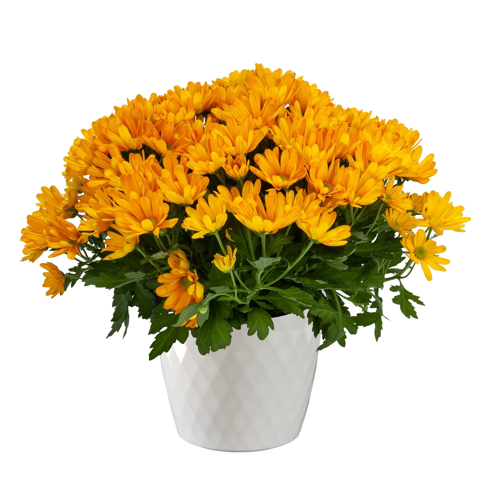 Flagstaff™ Topaz | Syngenta Flowers