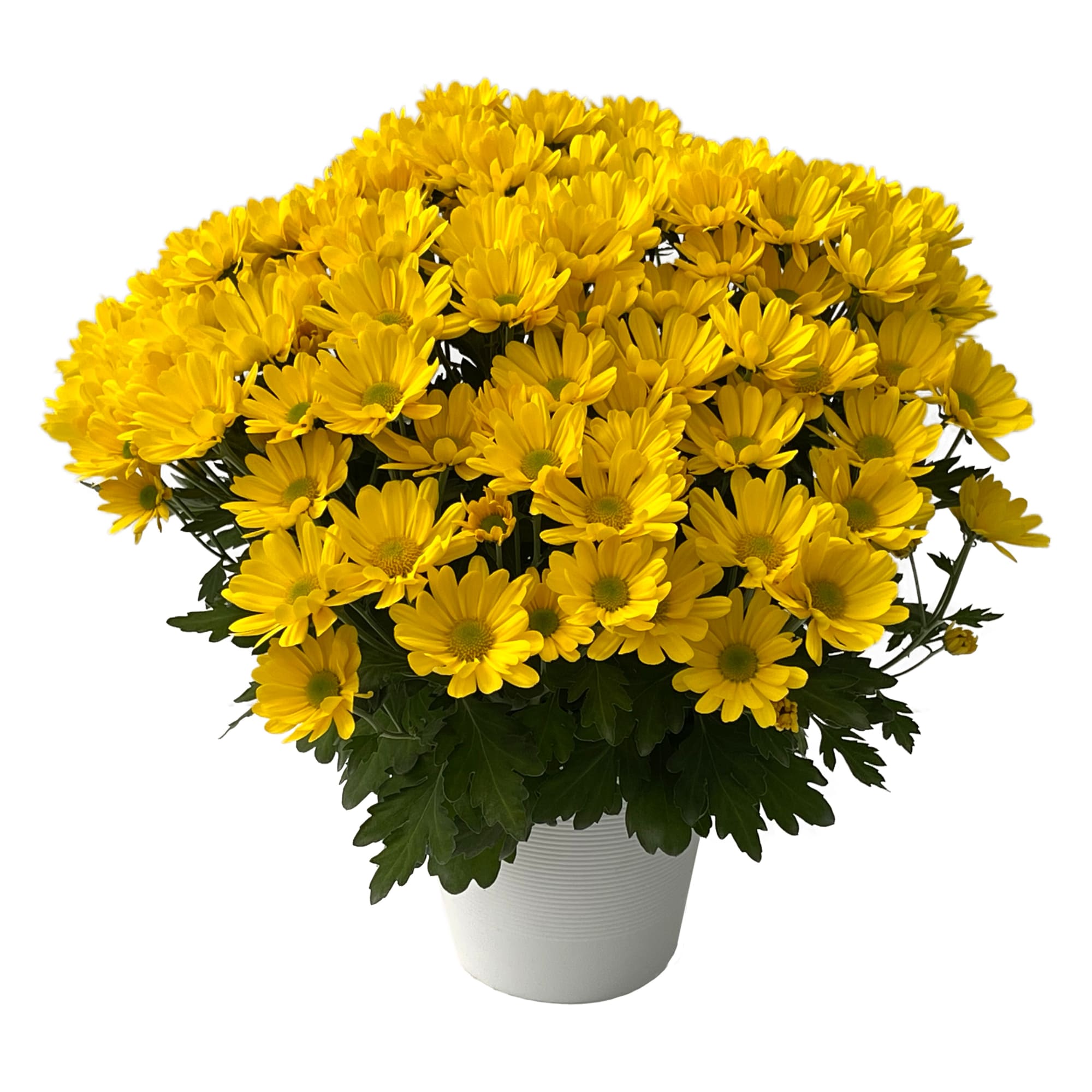 Flagstaff™ Gold | Syngenta Flowers