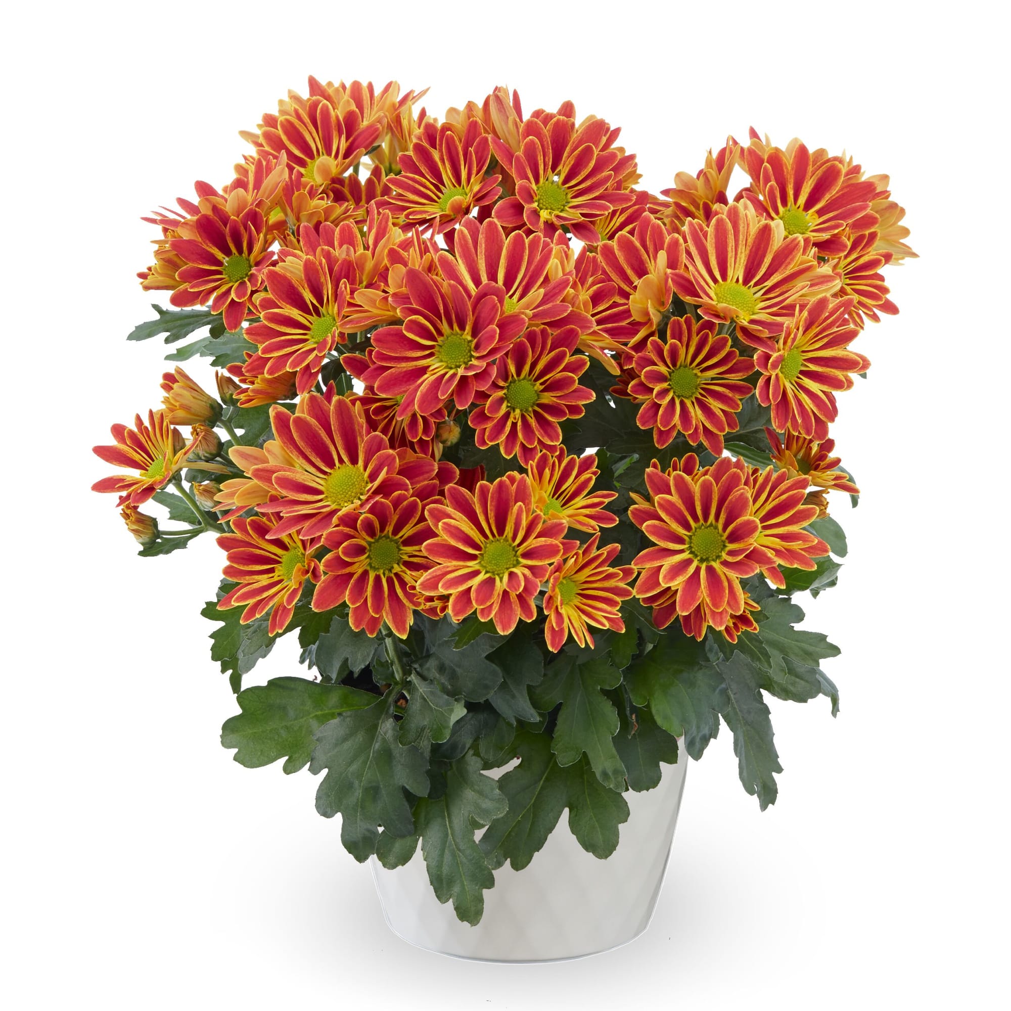 70110956-pot.jpg