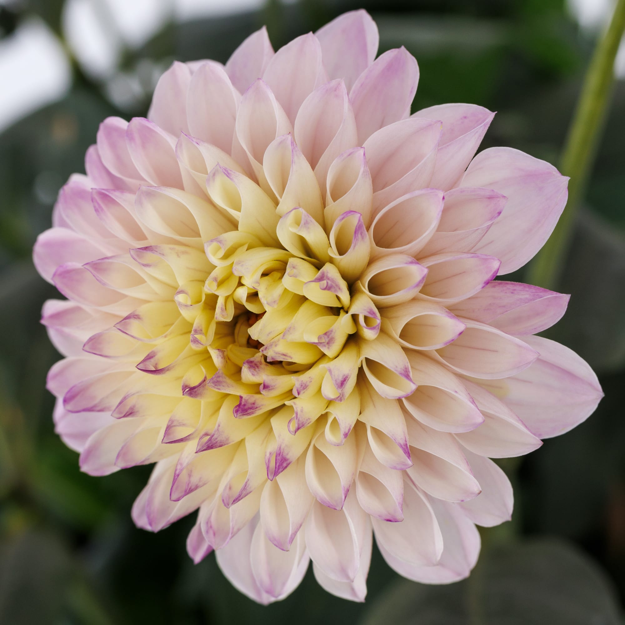 70114554-flower.jpg