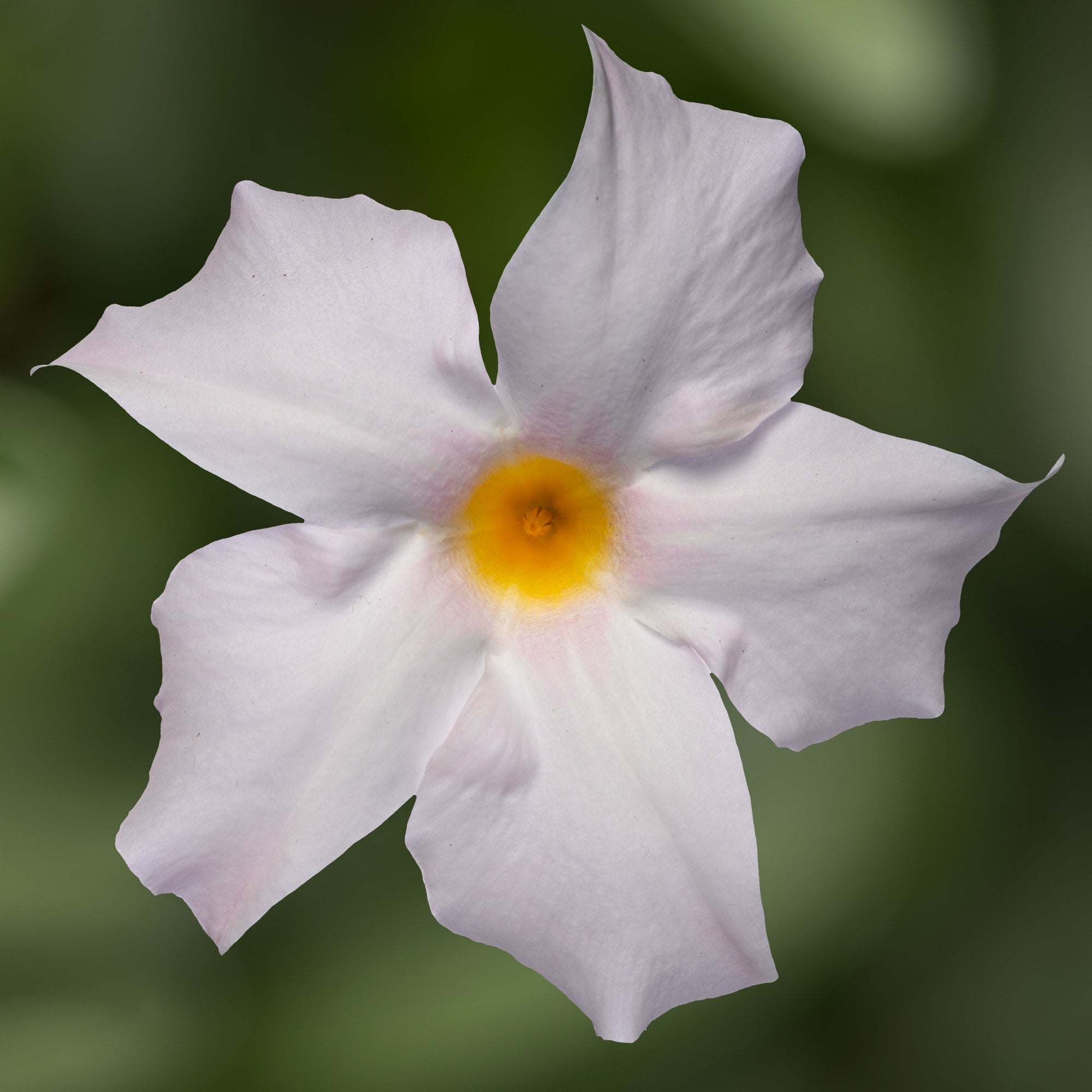 Madinia® Petite White Blush