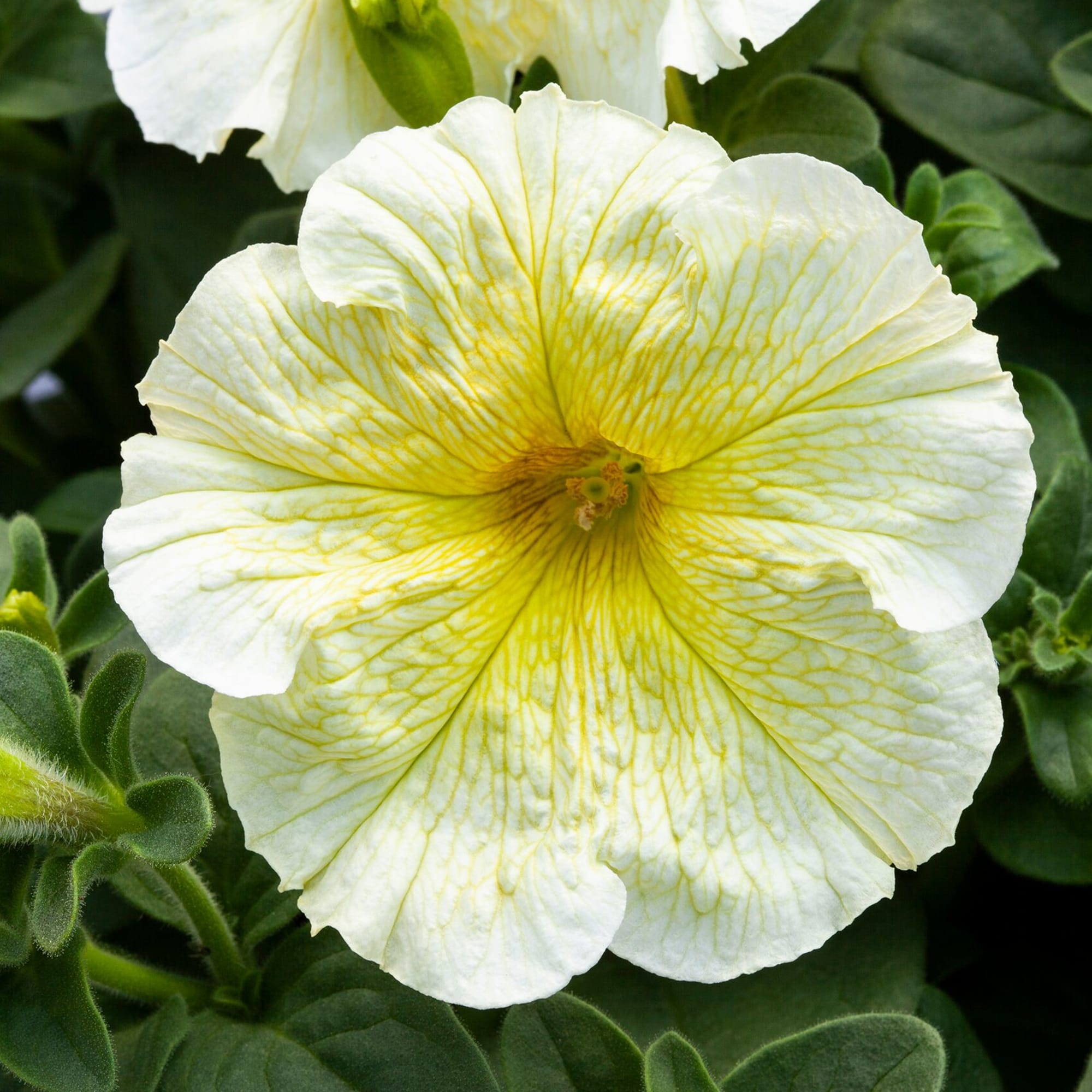 花 sunshine Capella™ Hello Sunshine - Danziger 花