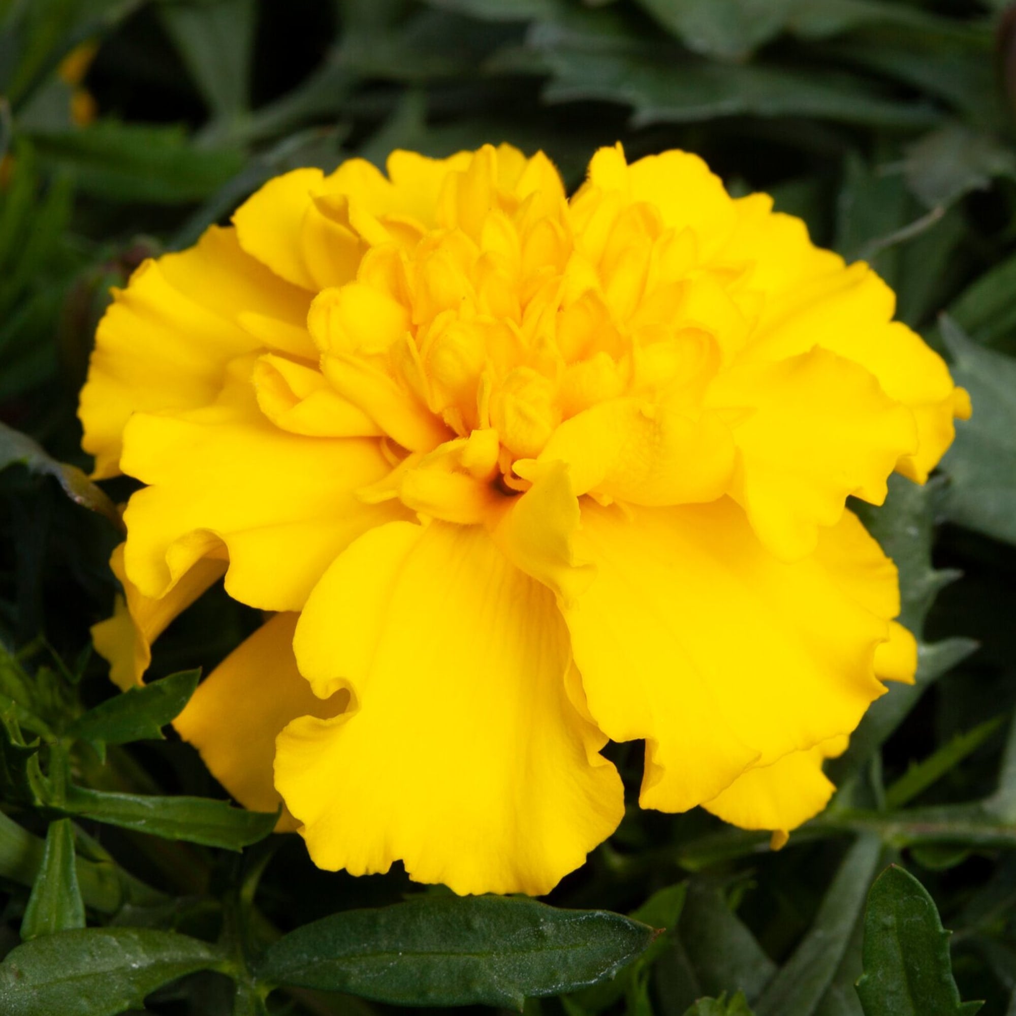 Happy™ Yellow