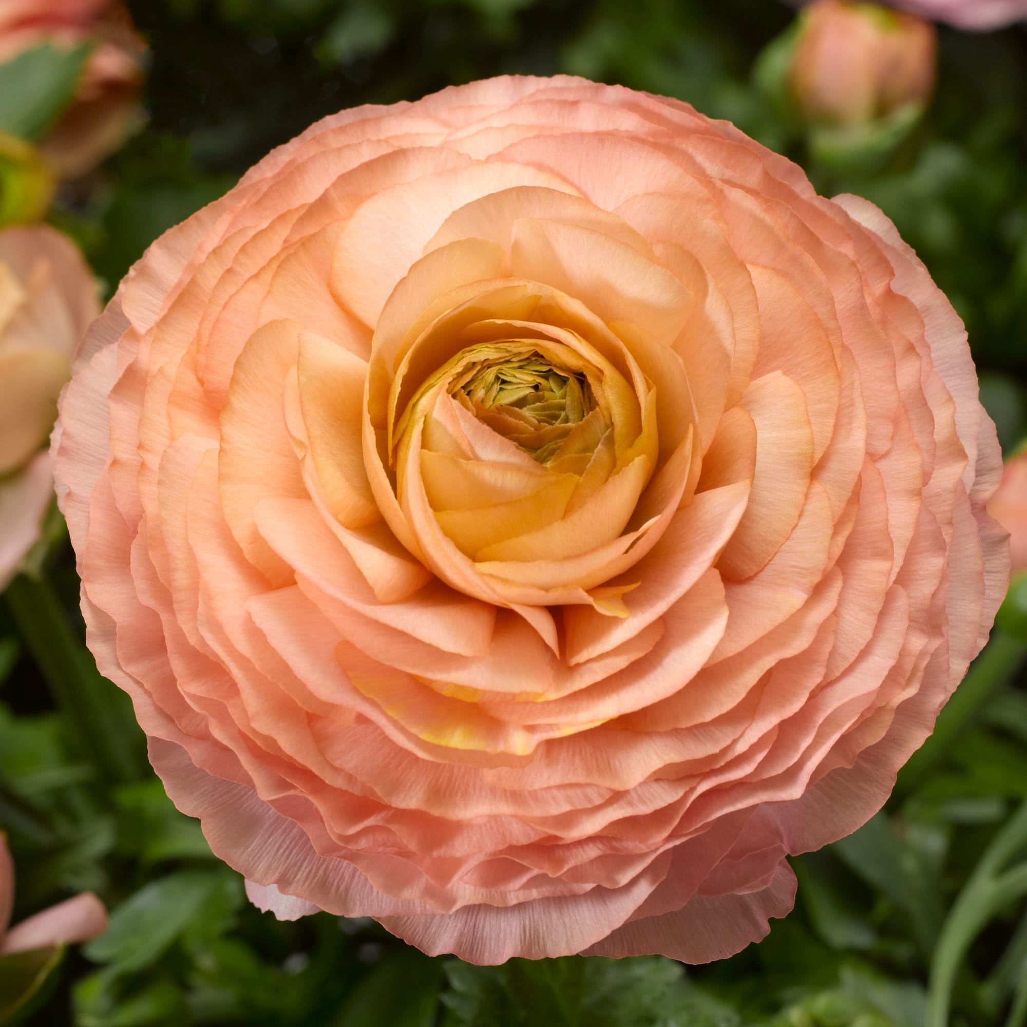Magic™ Pink & Peach