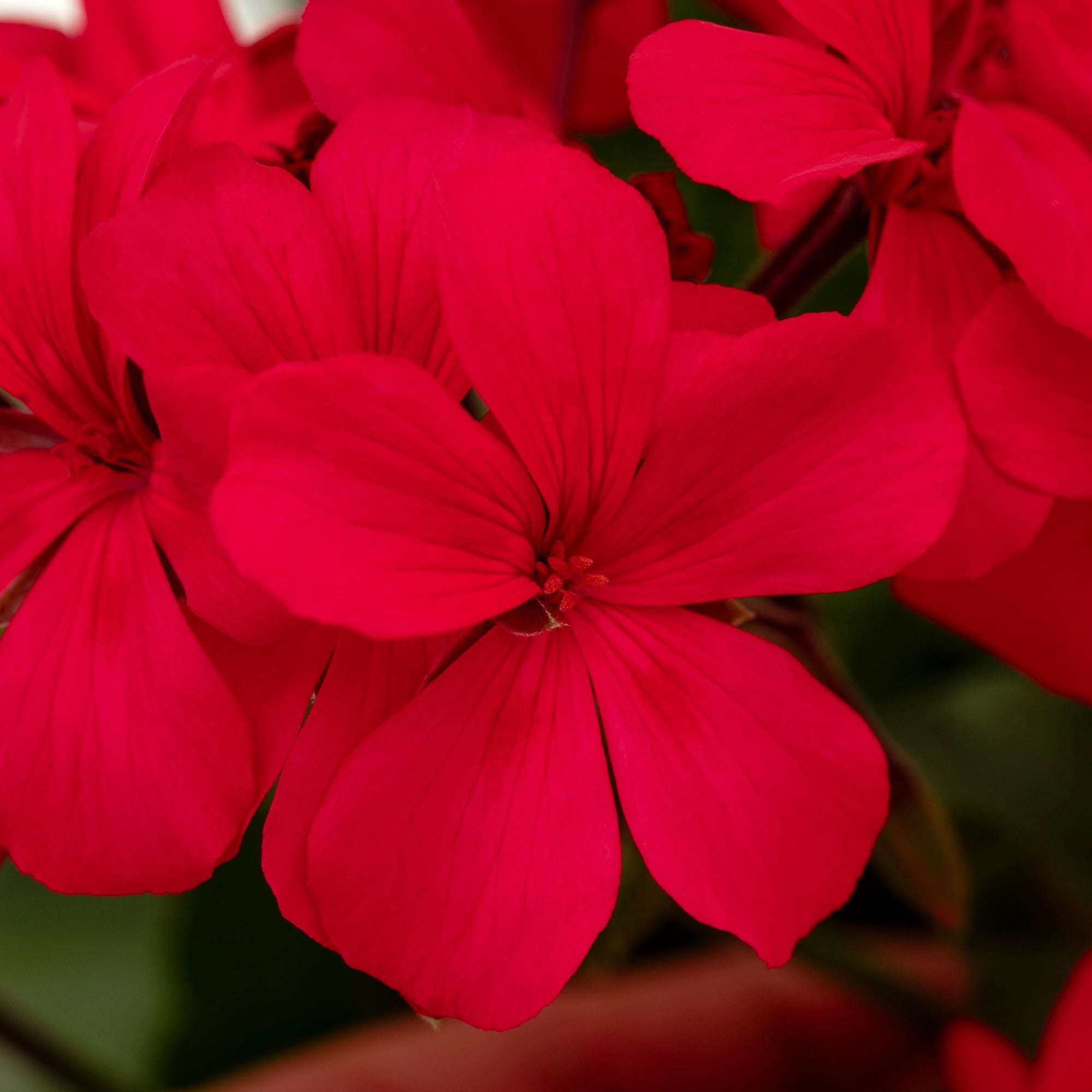 Caliente® Hot Pink