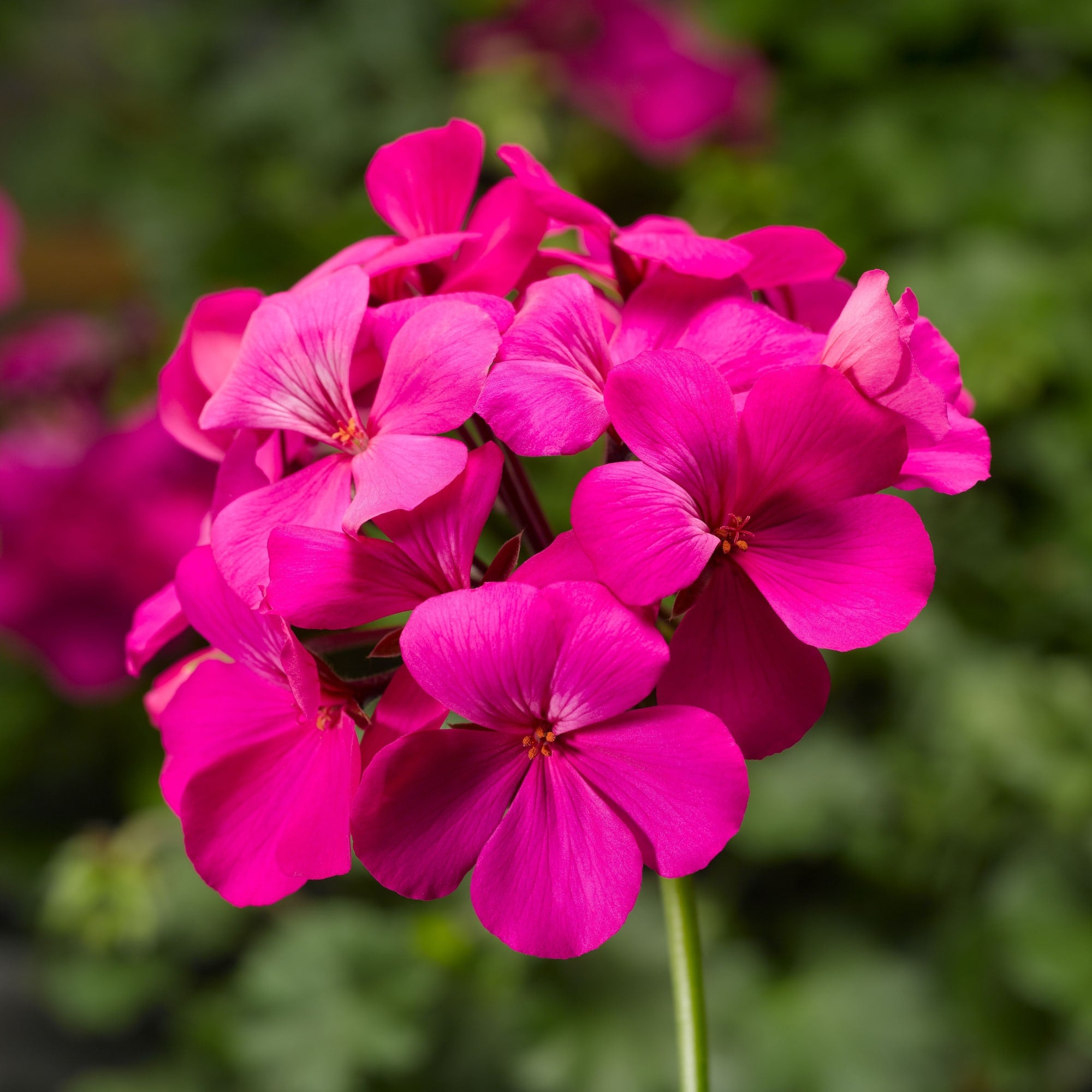 Caliente® Lavender