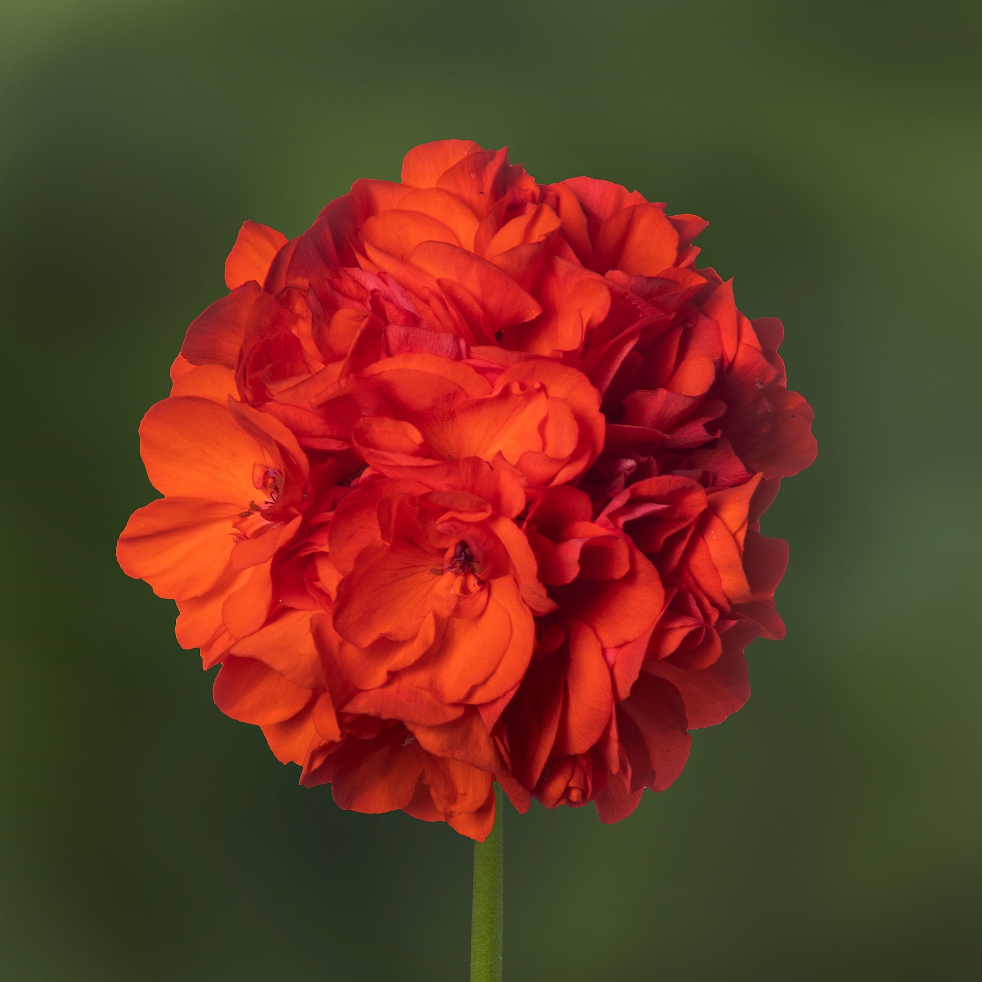 Mojo™ Orange