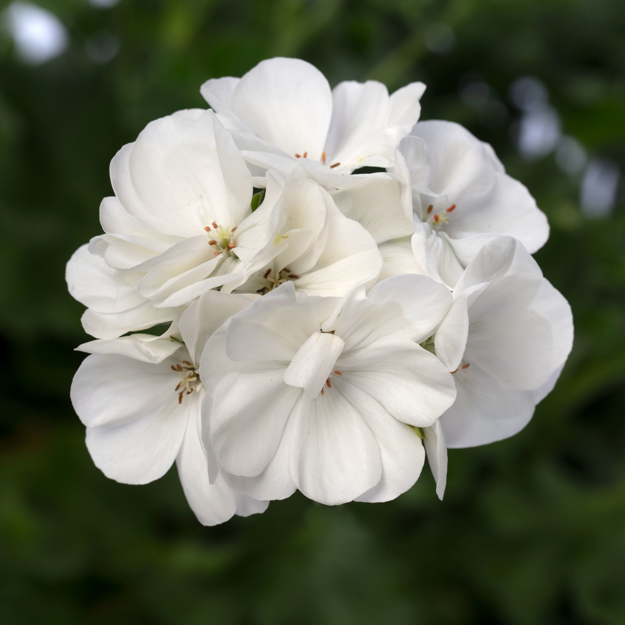 Mojo™ White