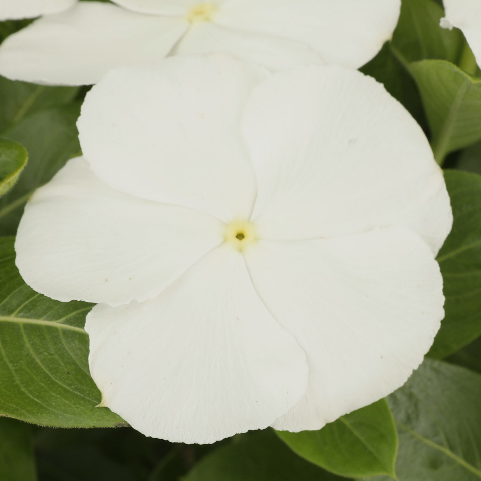 misha&puff 白毒花 スカウト 2y Nirvana® XDR White | Syngenta Flowers
