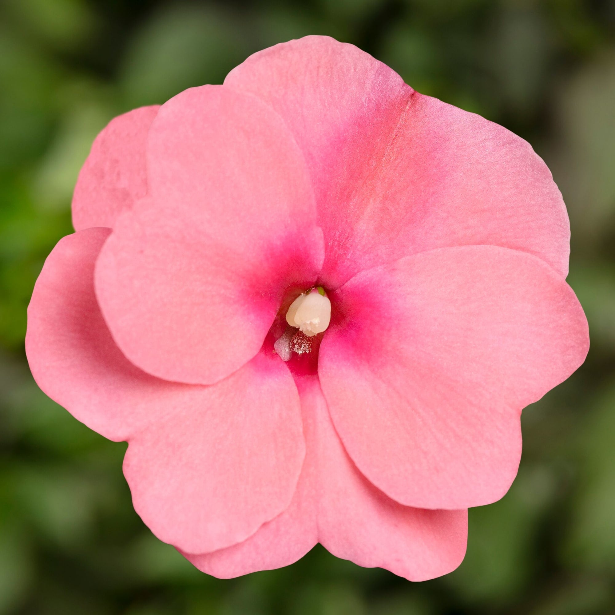 【中古】「非常に良い」SONY Style-Upパネル Pink Flower SUP-NWE020 P 70003743-flower.jpg
