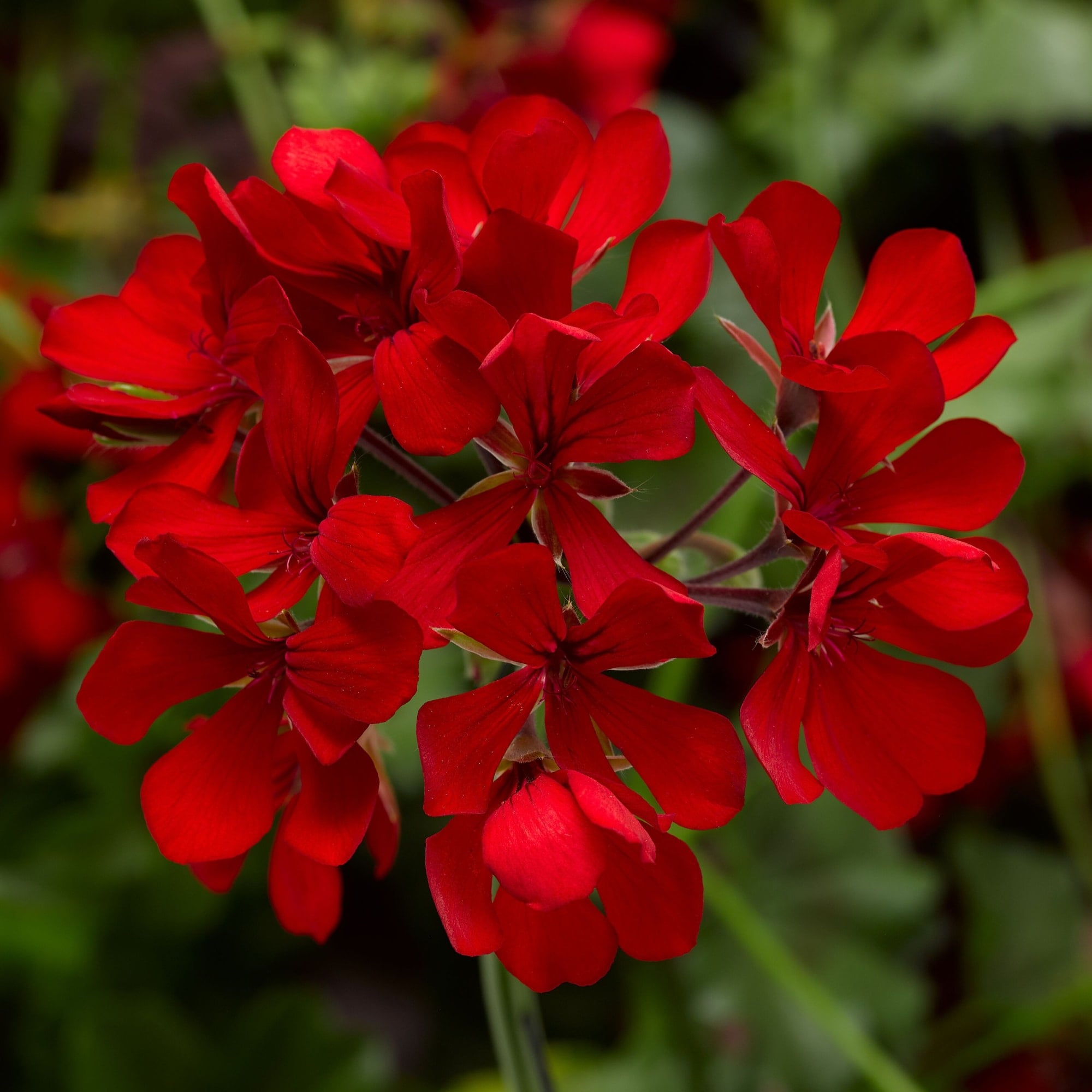 Cascade Dark Red