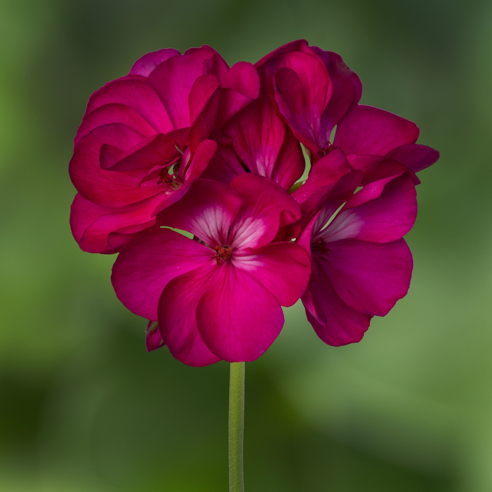 Rocky Mountain™ Deep Rose