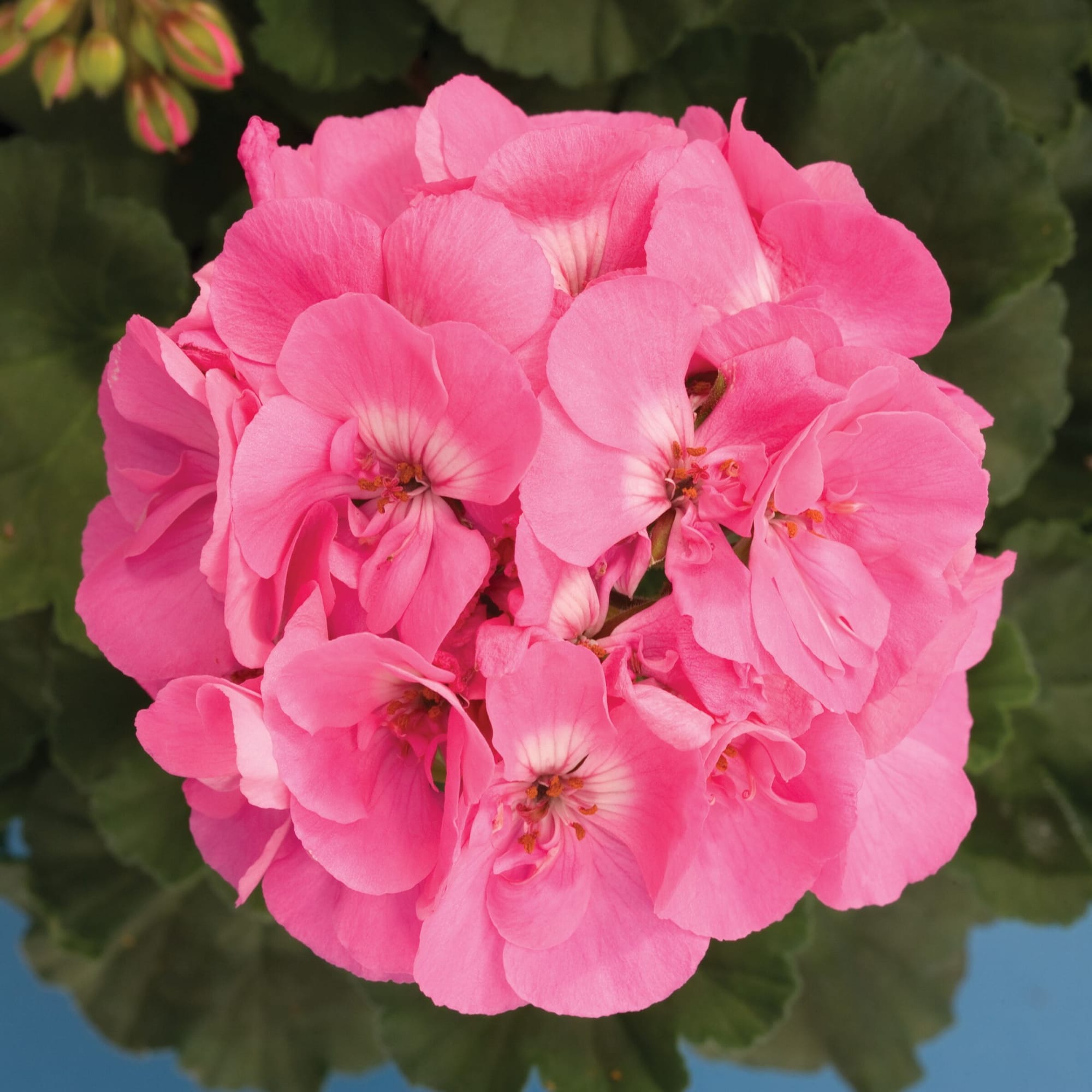 Tango™ Deep Pink