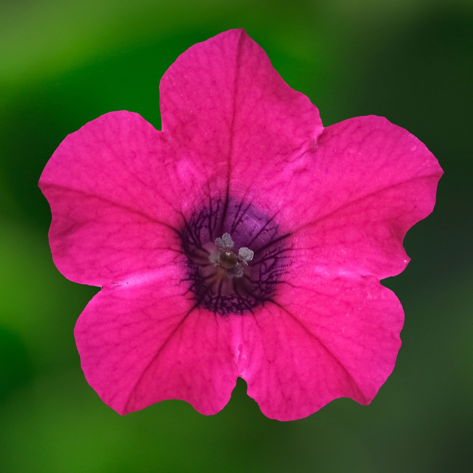 Itsy™ Magenta