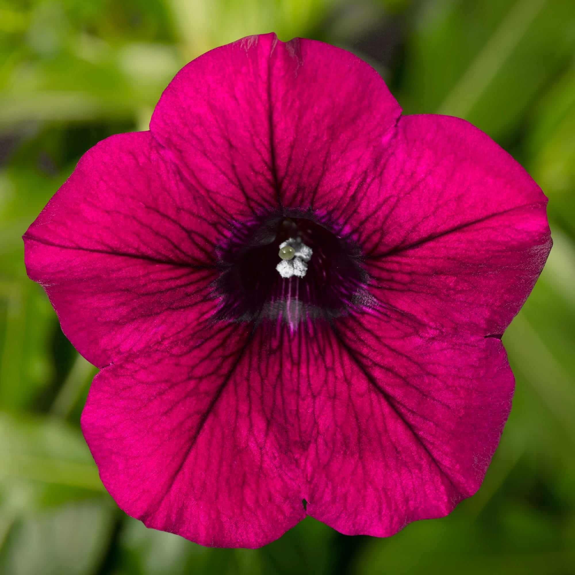 Sanguna® Patio Purple