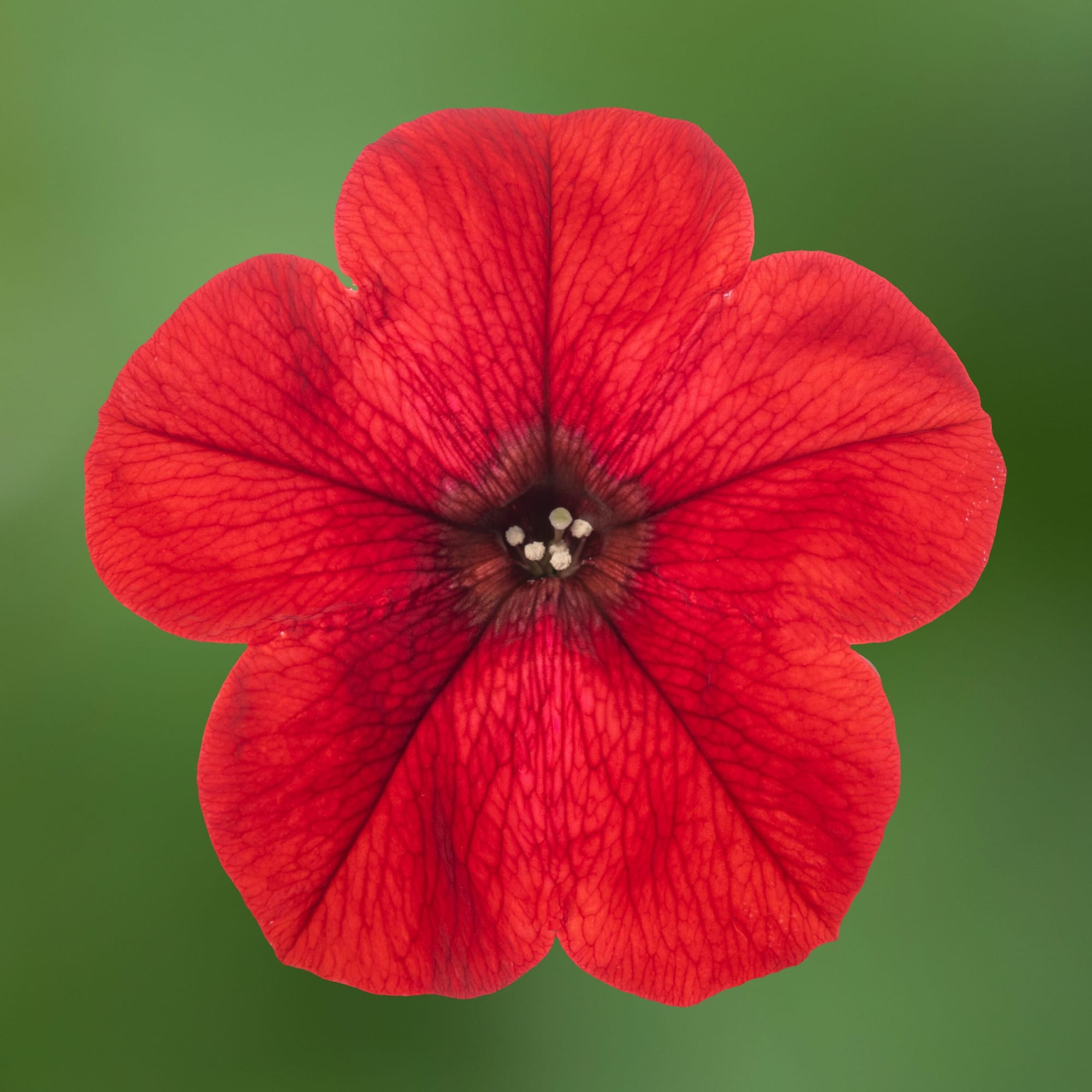 Sanguna® Red Imp.