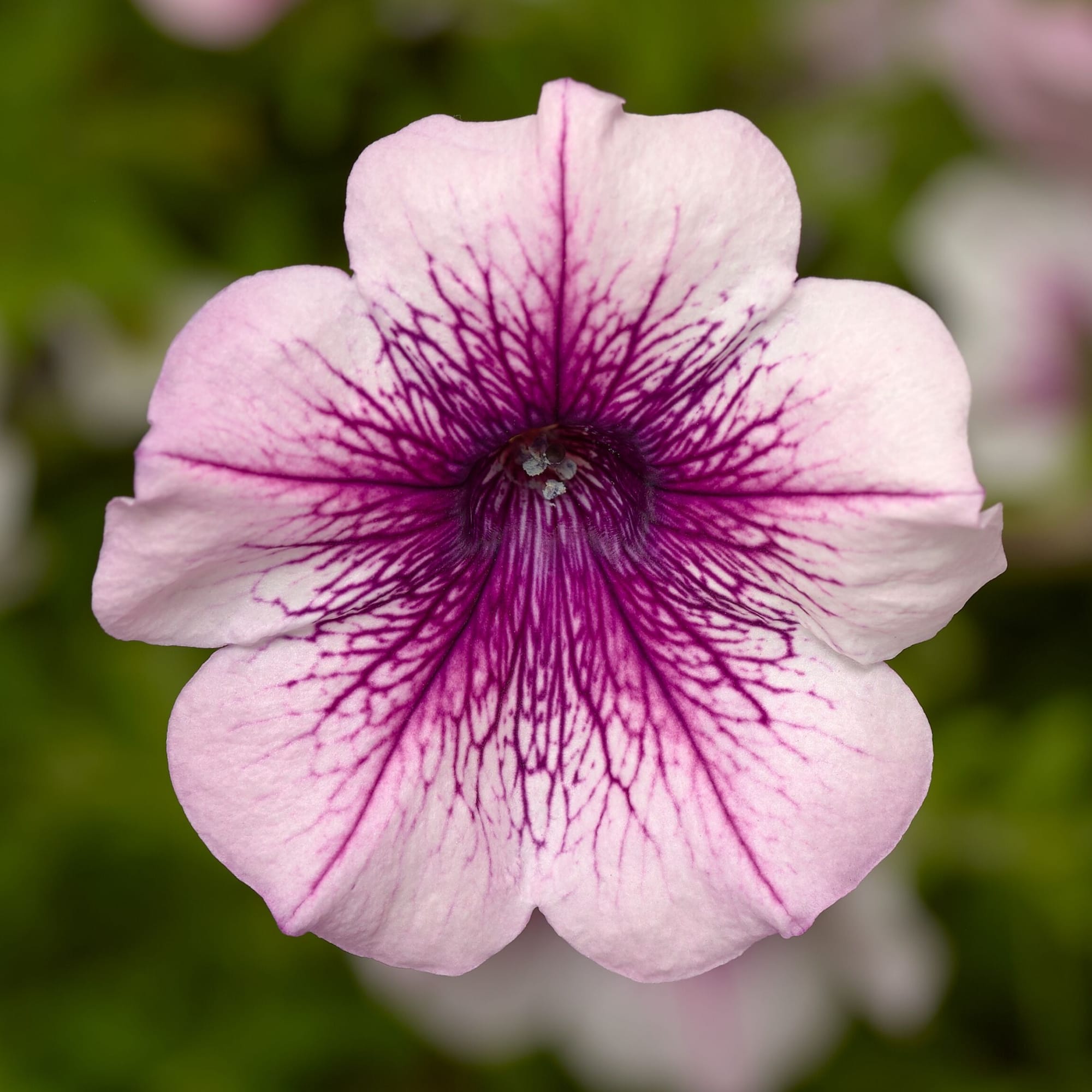 Sanguna® Deep Lavender Vein | Syngenta Flowers