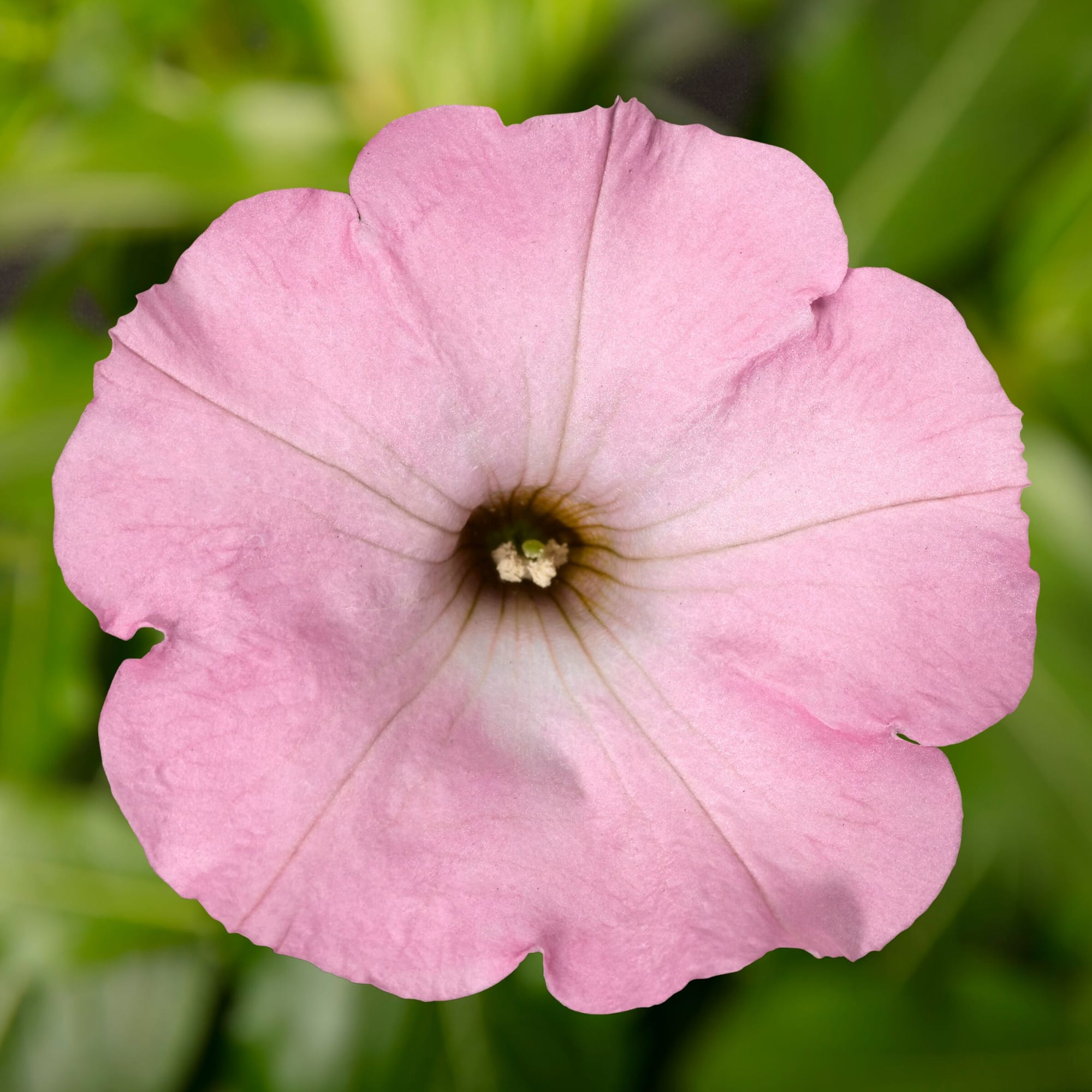 Sanguna® Sweet Pink