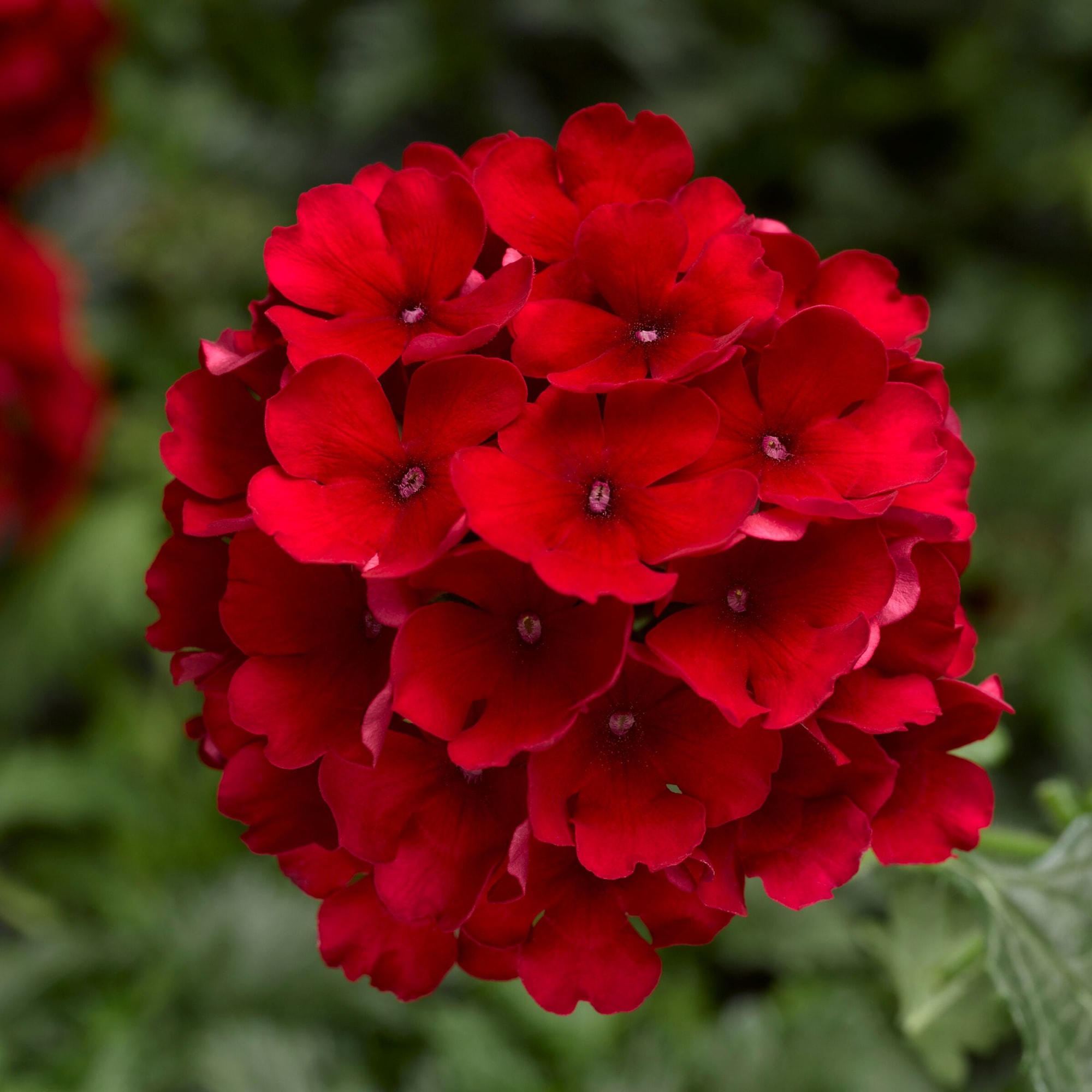 Lanai® Compact Red