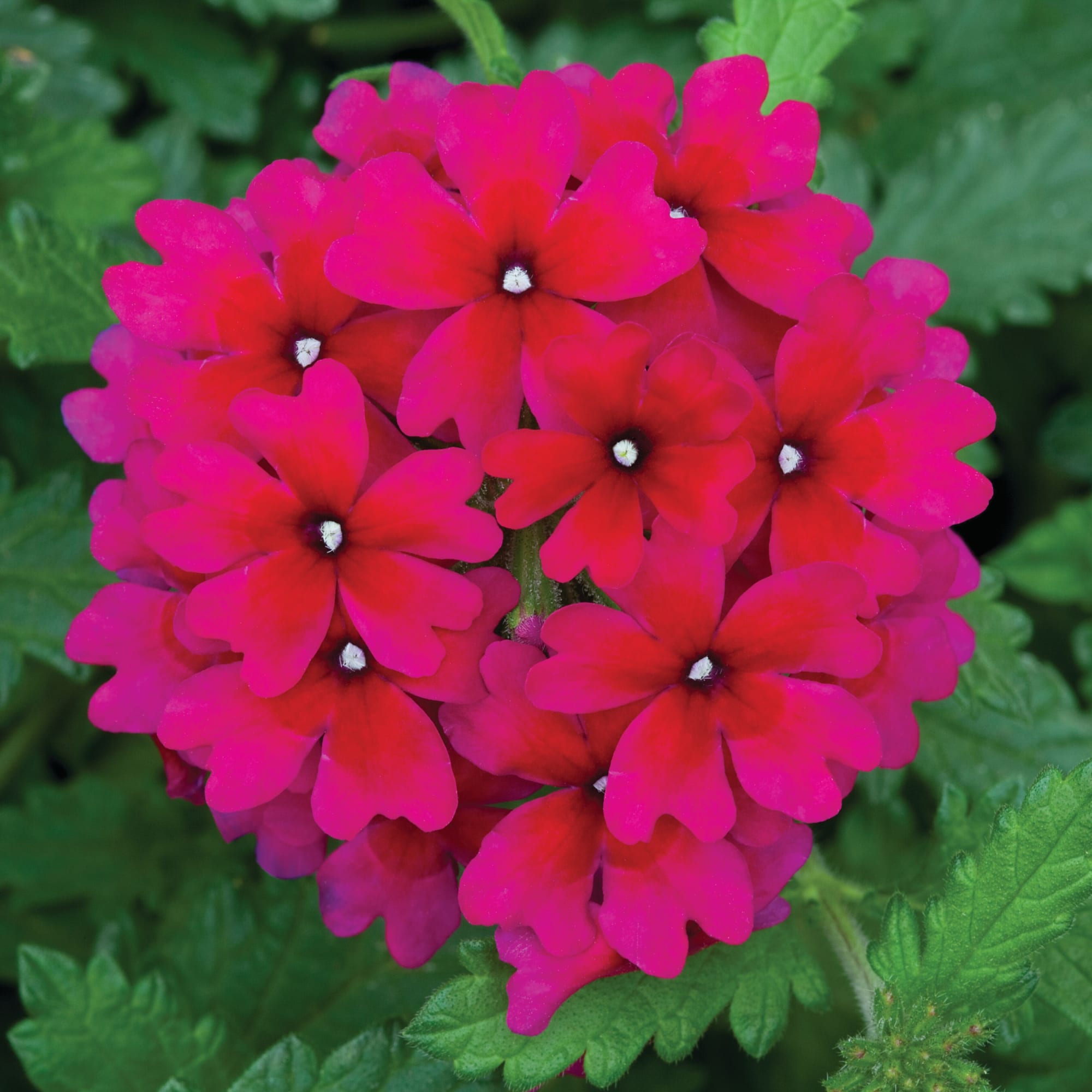Lanai® Magenta