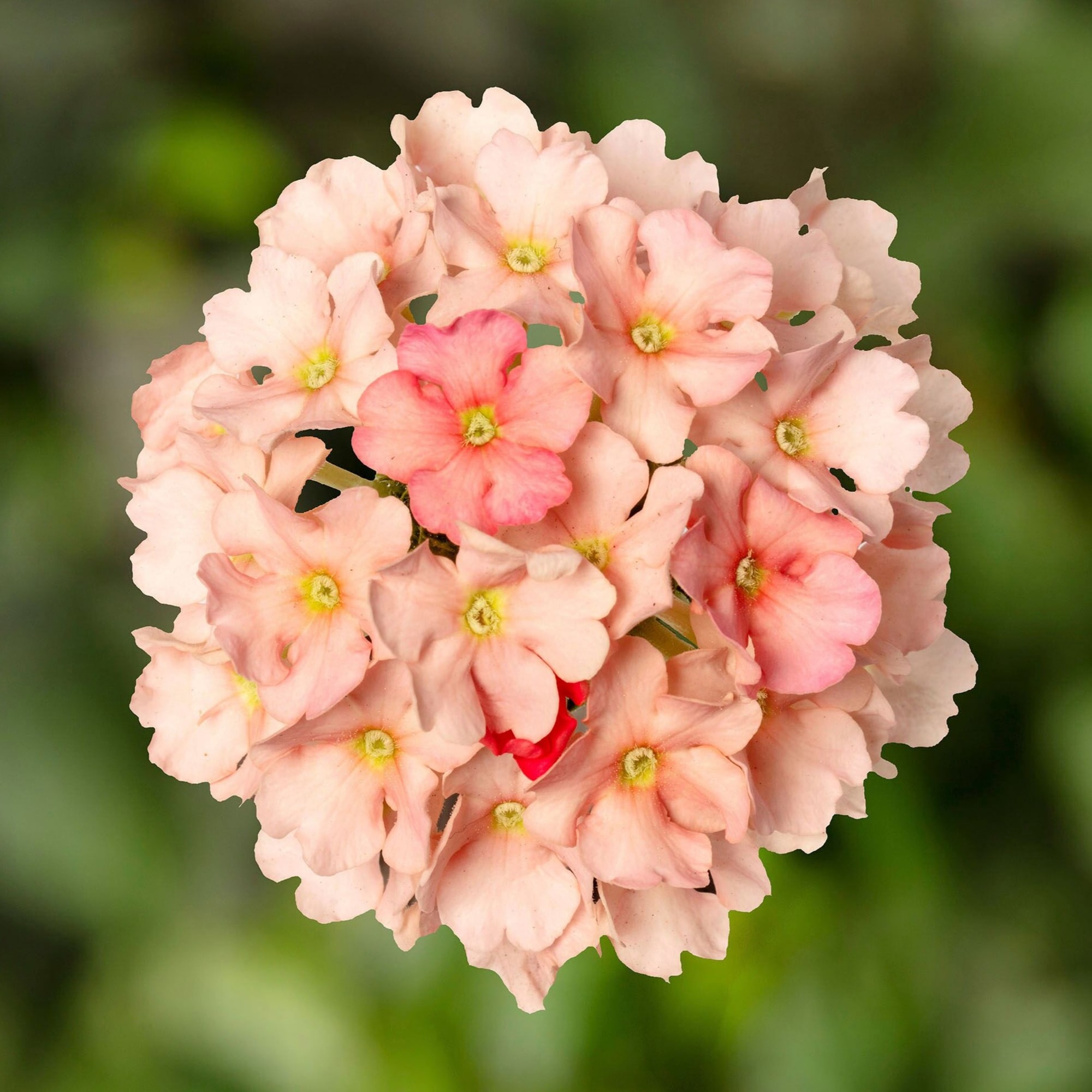 Lanai® Upright Peach | Syngenta Flowers