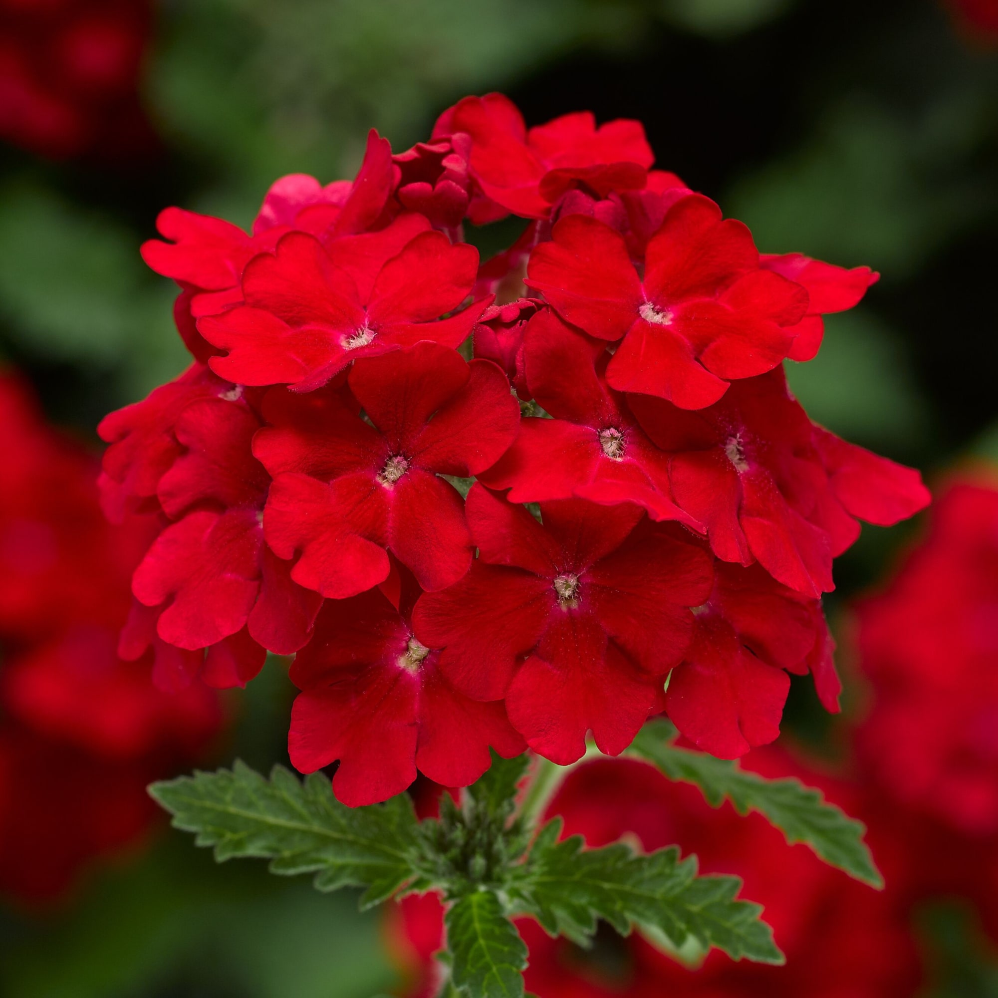 Lanai® Upright Scarlet