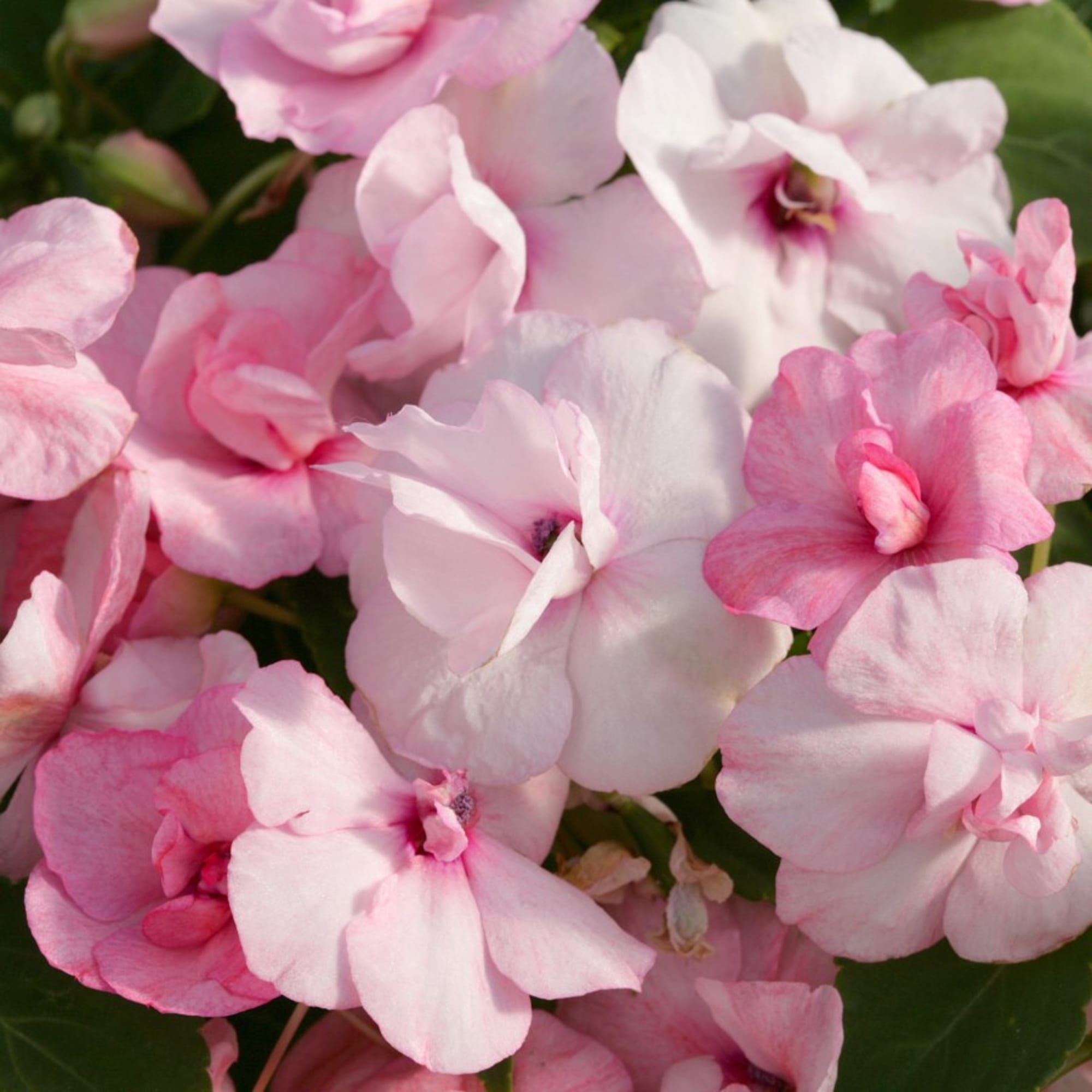 Athena™ Appleblossom