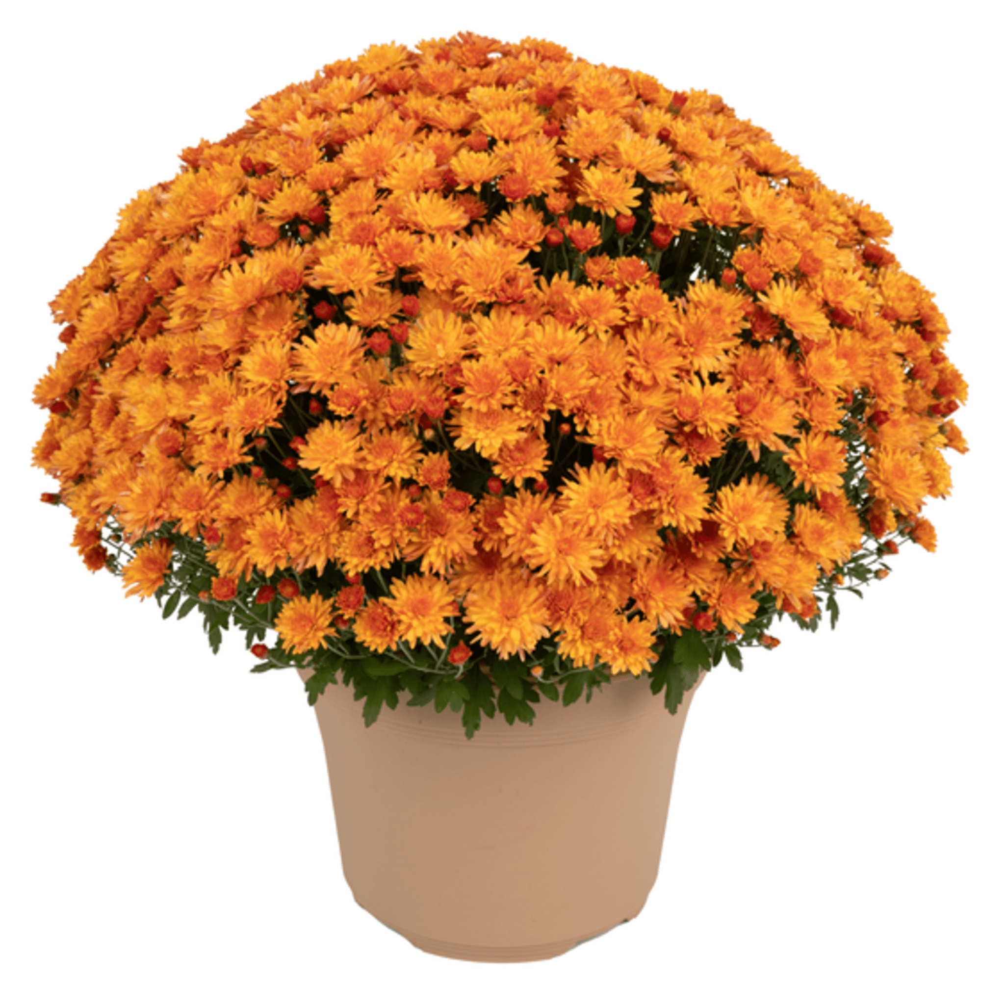 Pamela™ Orange