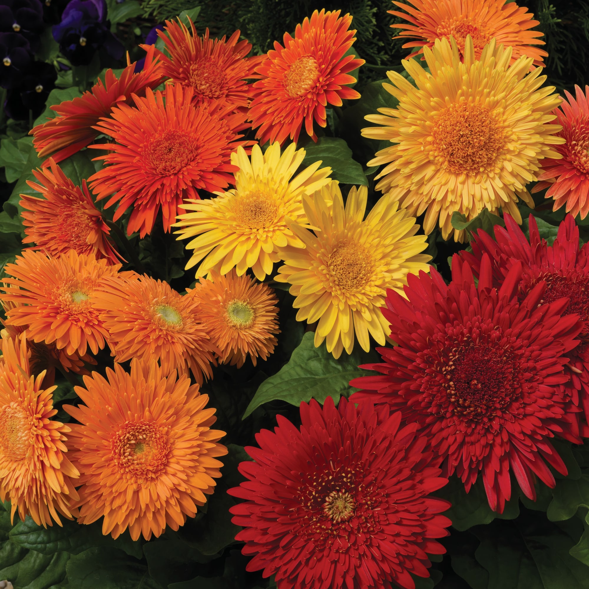 Cartwheel® Autumn Colors