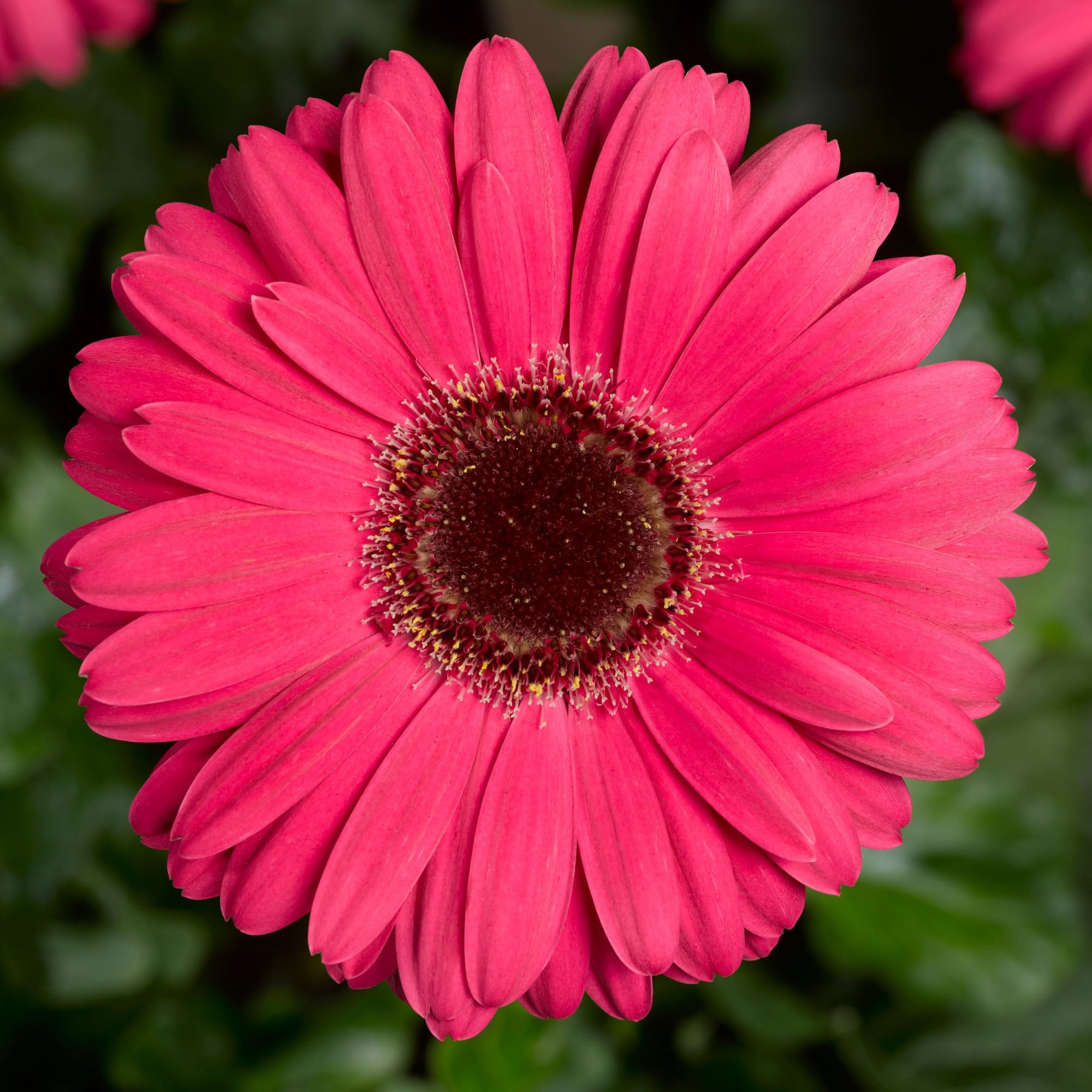 Bengal™ Rose with Eye