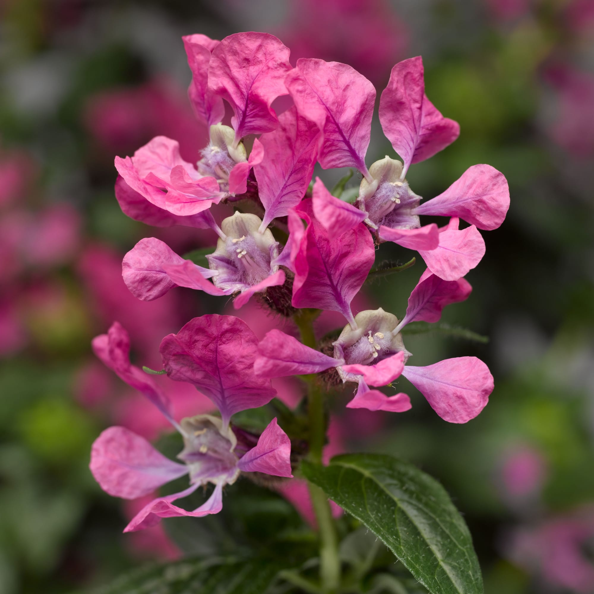 Sriracha™ Pink | Syngenta Flowers