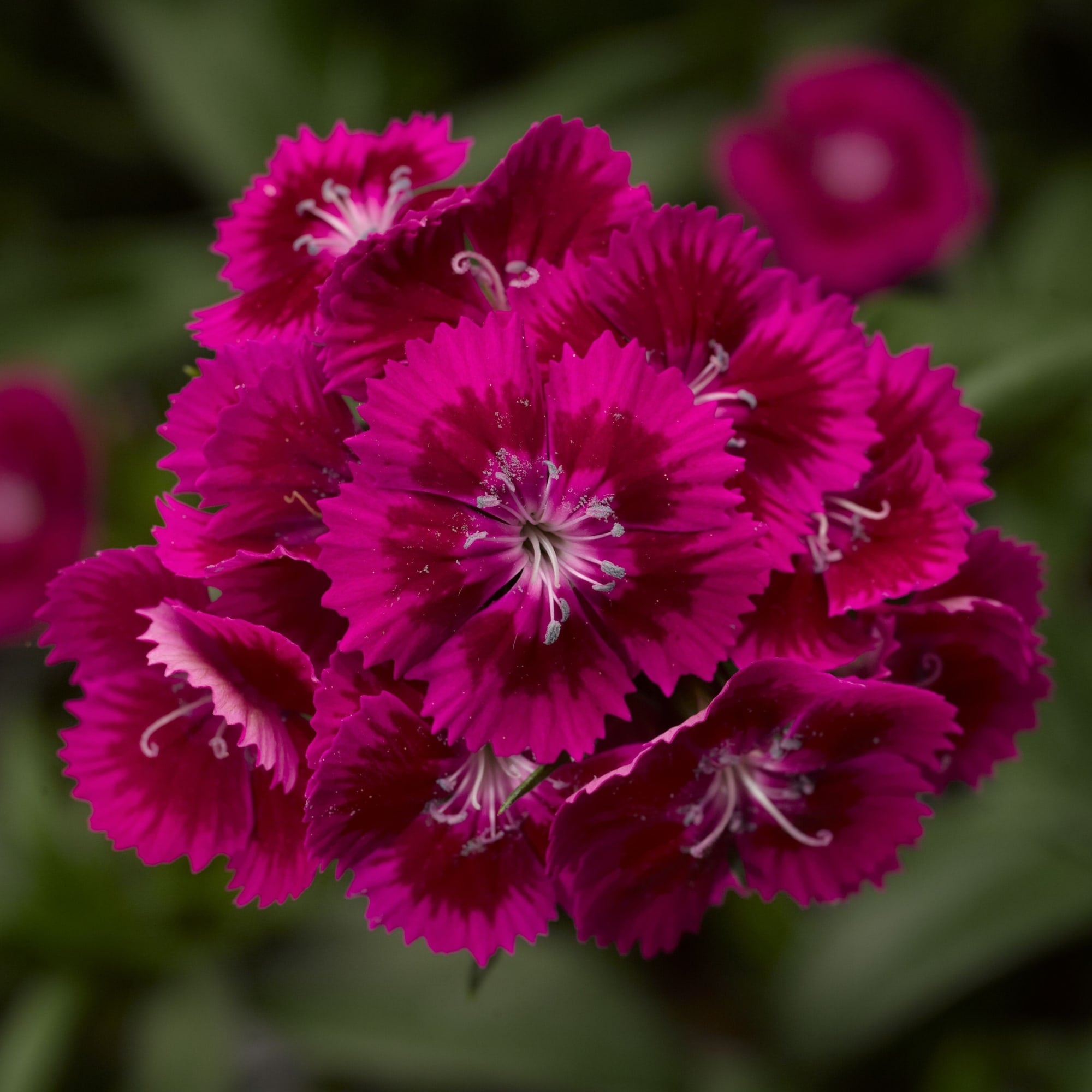 Diabunda® Purple